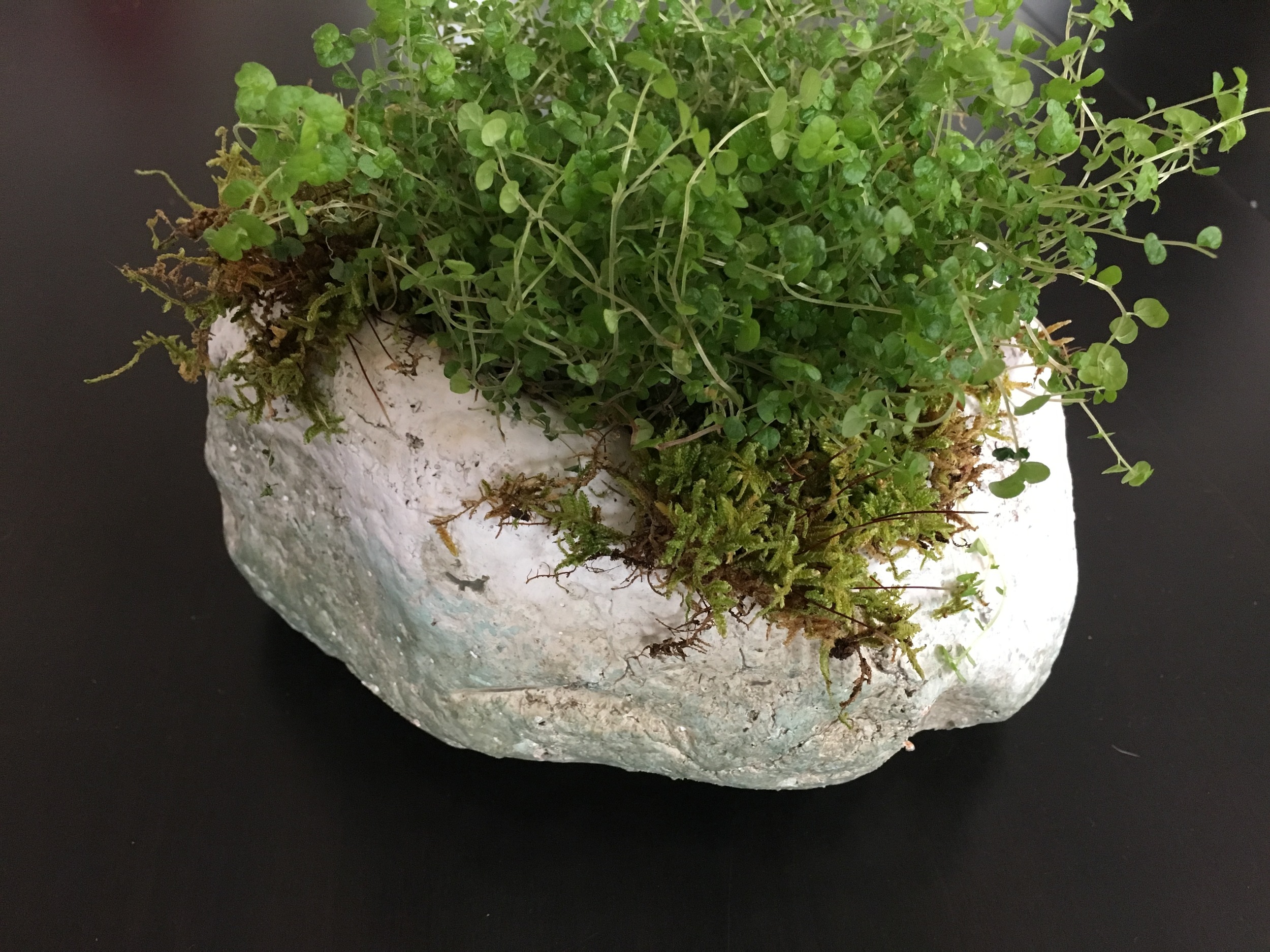My old "Blarney Stone" vase, which is really made of stone, and a new $8 Baby Toes plant from Arts and Flowers. 
