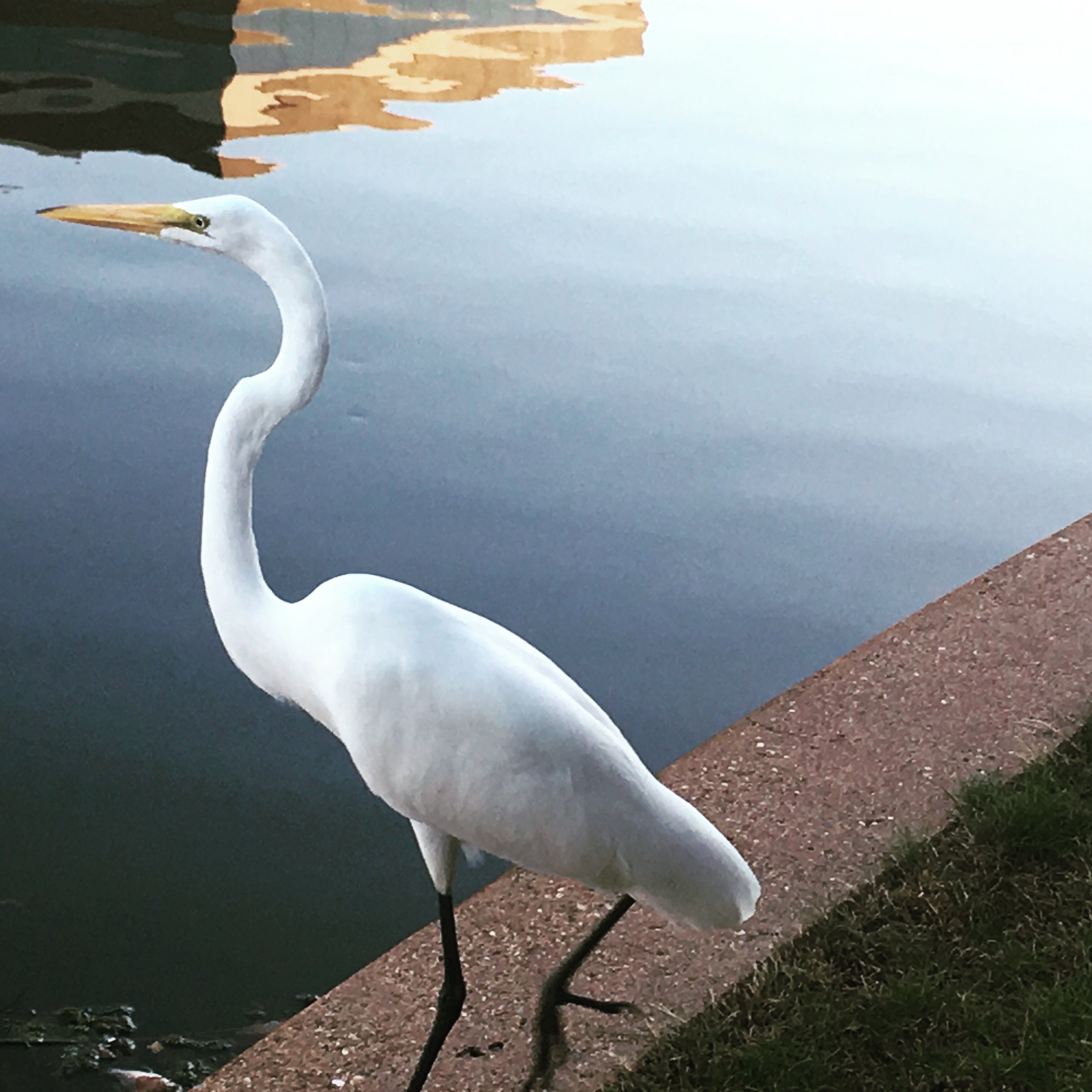 Instagram Message: This guy was stockpiling fish yesterday. What are you doing to get ready for Fall Equinox?Facebook post: This guy was stockpiling fish yesterday. Fall Equinox is on Thursday - do you stockpile anything during the Fall season?