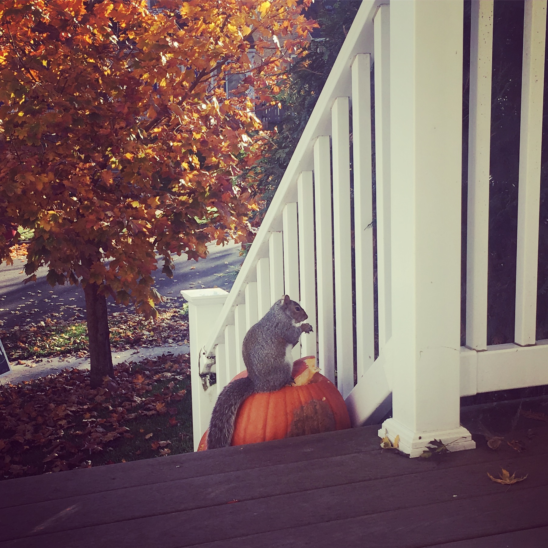 Instagram Message: Taken from my front door. Another Hallmark moment. Check the blog if you've ever gotten angry on Facebook.