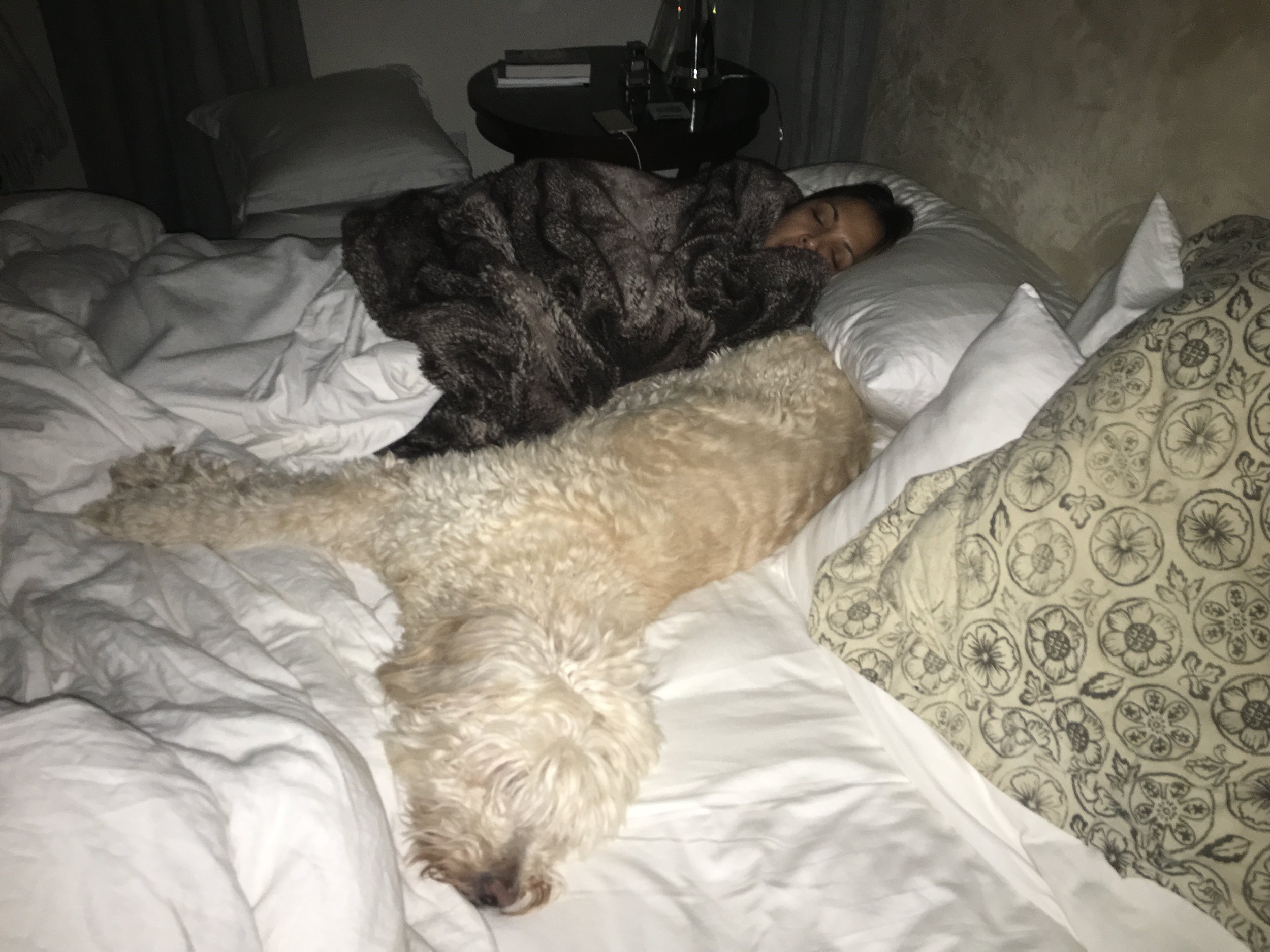 Instagram Message: There I am, snug in my security blanket with Bruin by my side. Blankets rule!