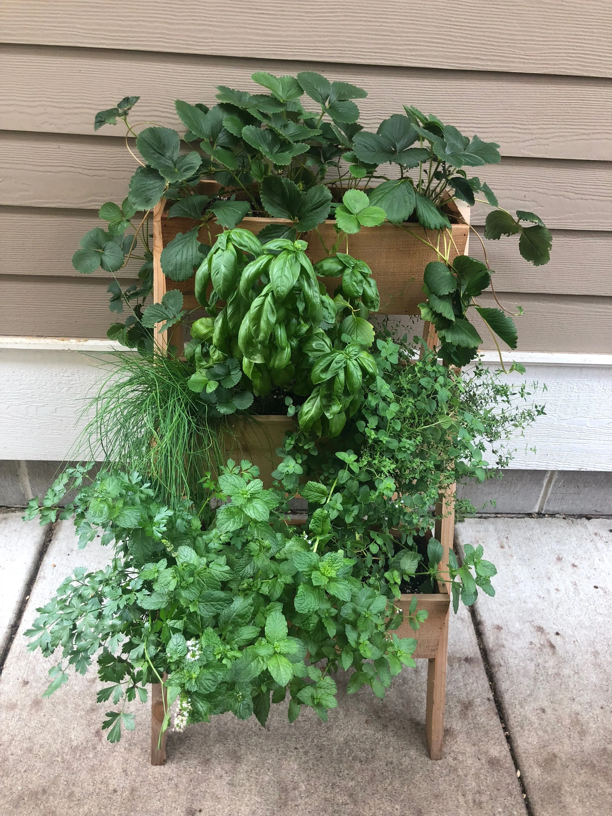 This is my gorgeous view from my office window. Carole also planted six long containers that fit snug in our window boxes at the front of my house. They really added beauty to our house in every way. Lucky us!