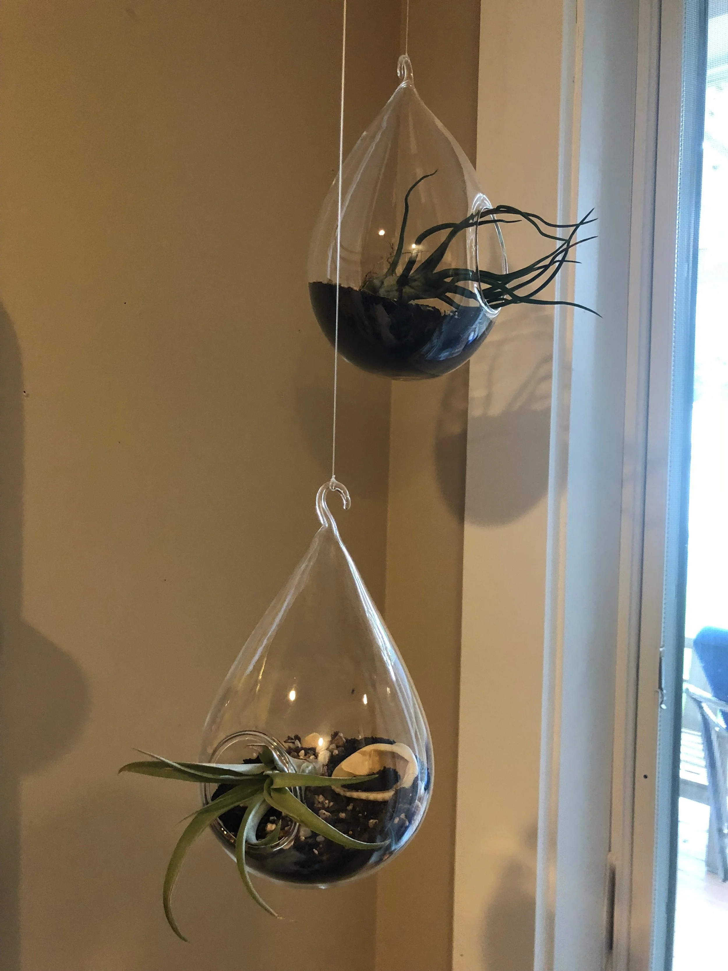These plants hang in my office. Black sand and shells from my travels make them cool. I bought these plant holders from Spruce about 5 years ago and just change out the air plants if they don't make it.