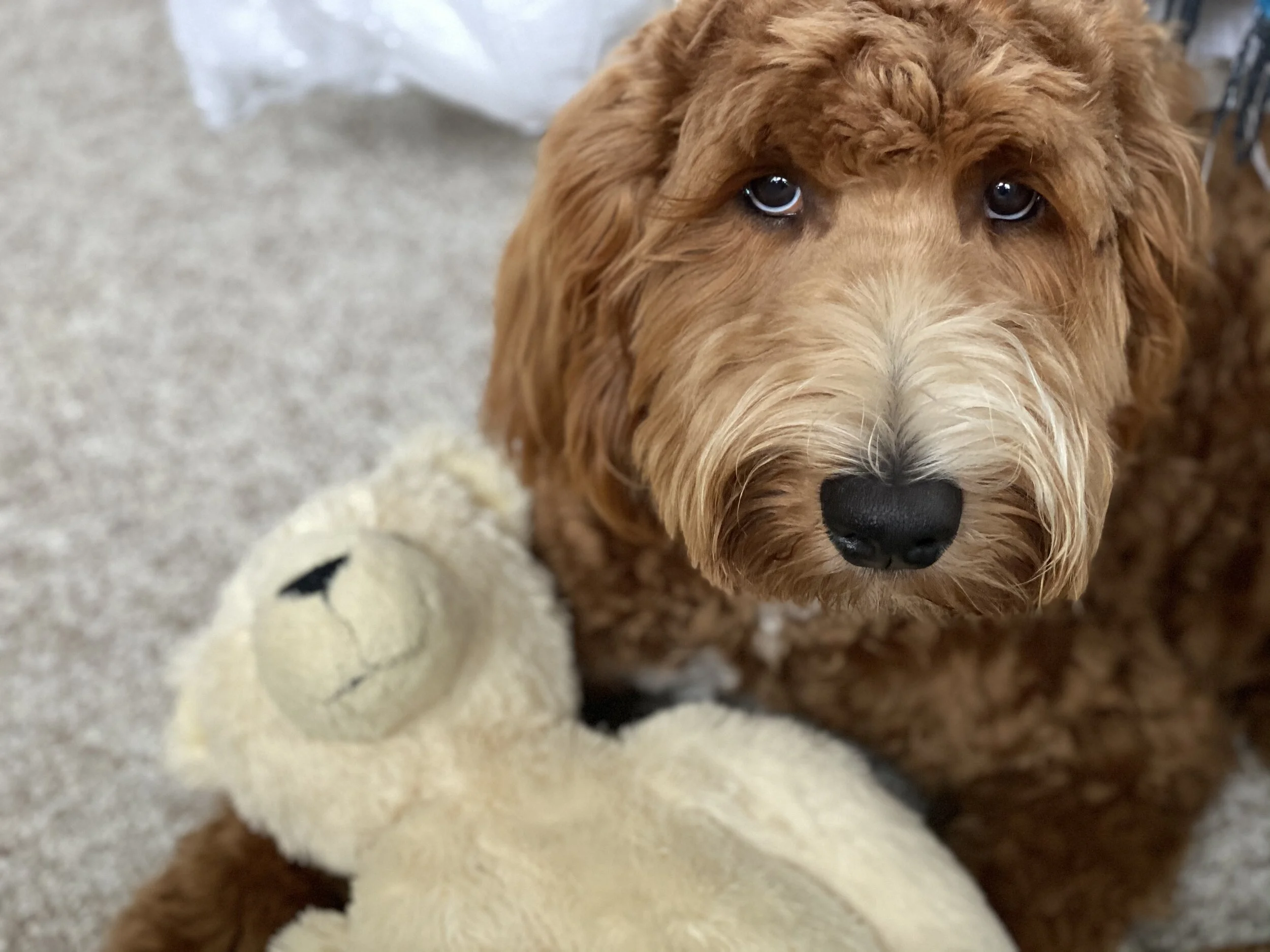 Teddy Bear, Teddy Bear