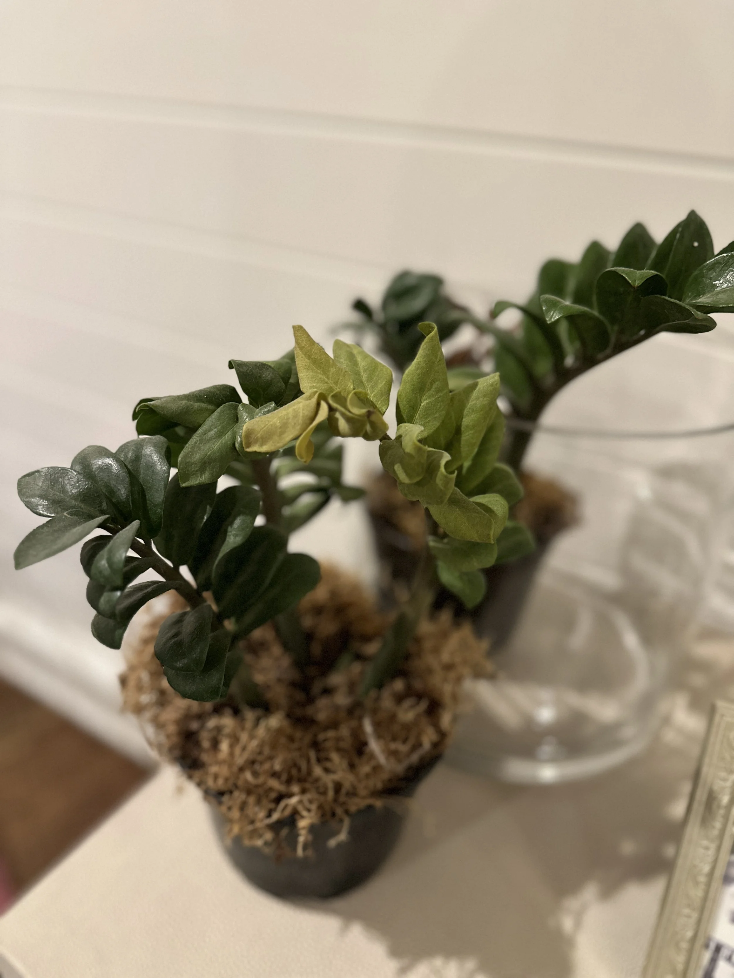 National Houseplant Appreciation Day