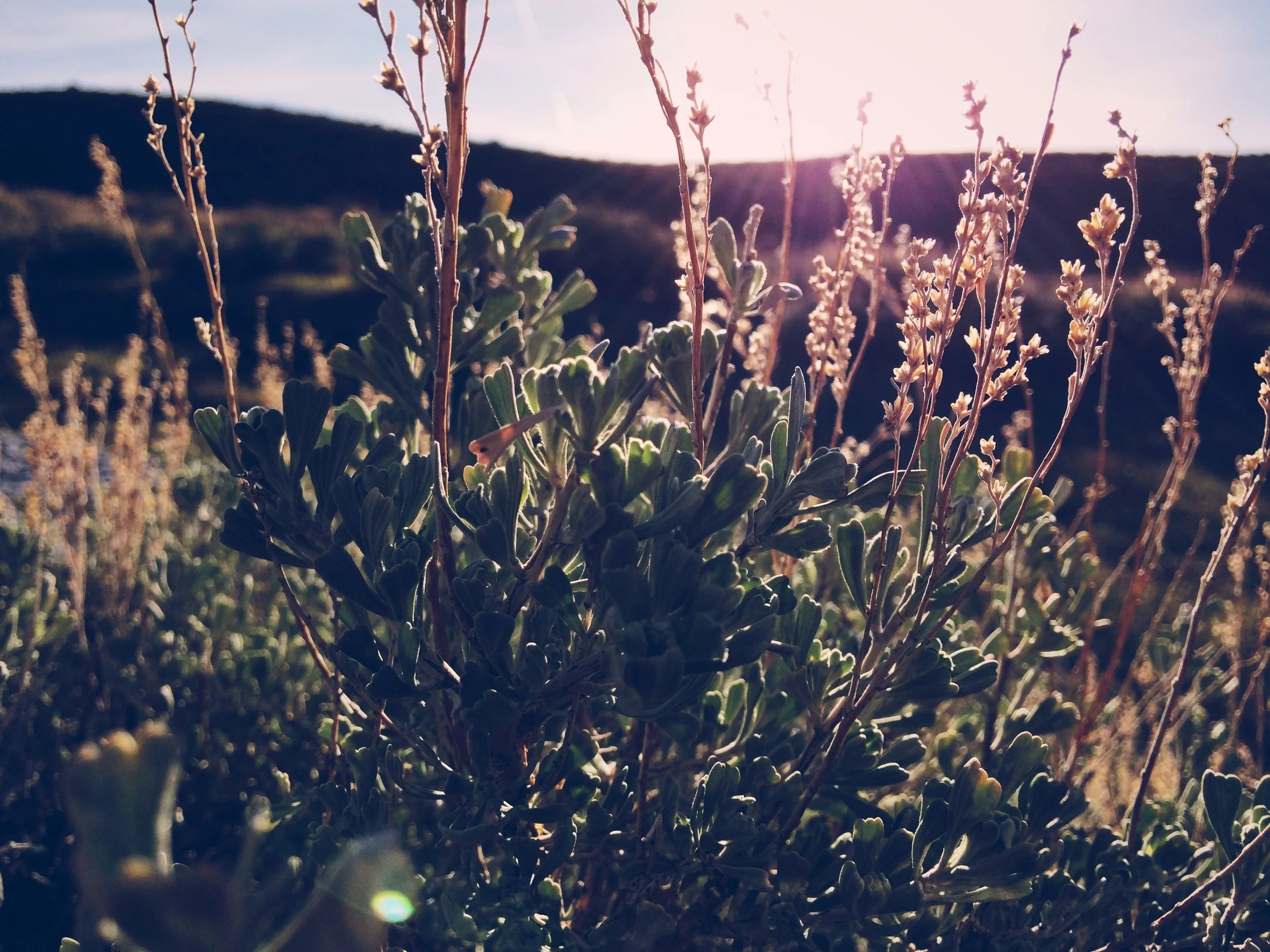 Kootenay photographer