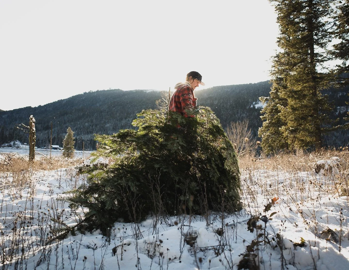 Fair bit of trimming to be done on this bushy beauty! 🎄🤩 

@olivermichaelmusic