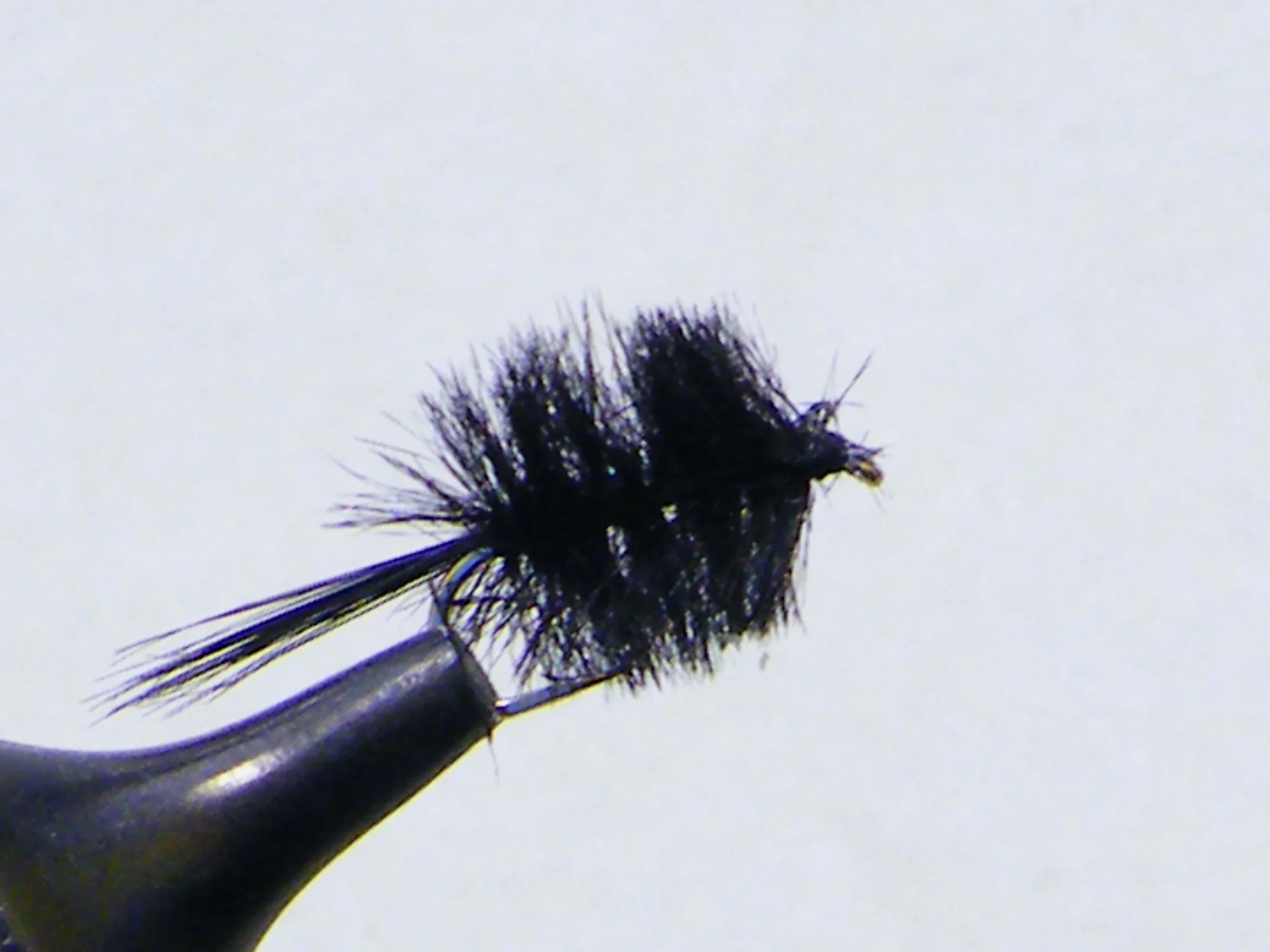 BLACKHERLMIDGE5198.JPG