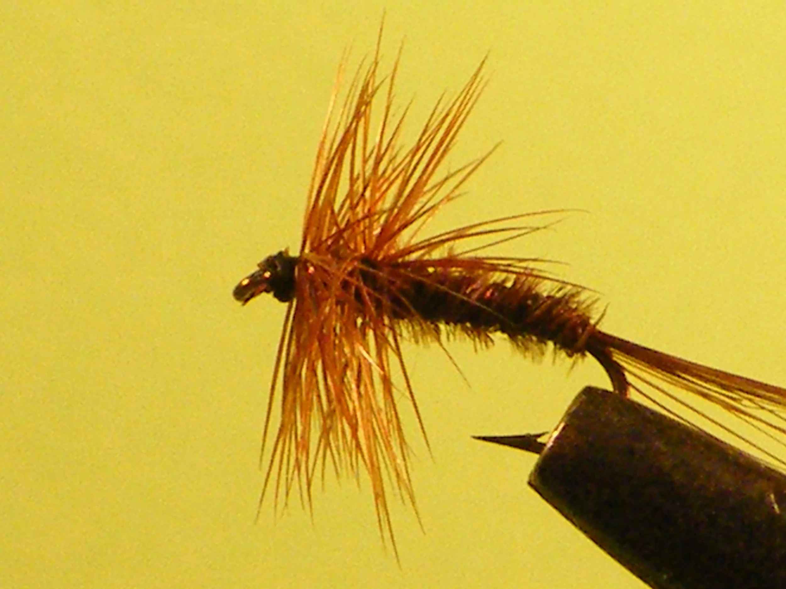 PHEASANT TAIL.JPG