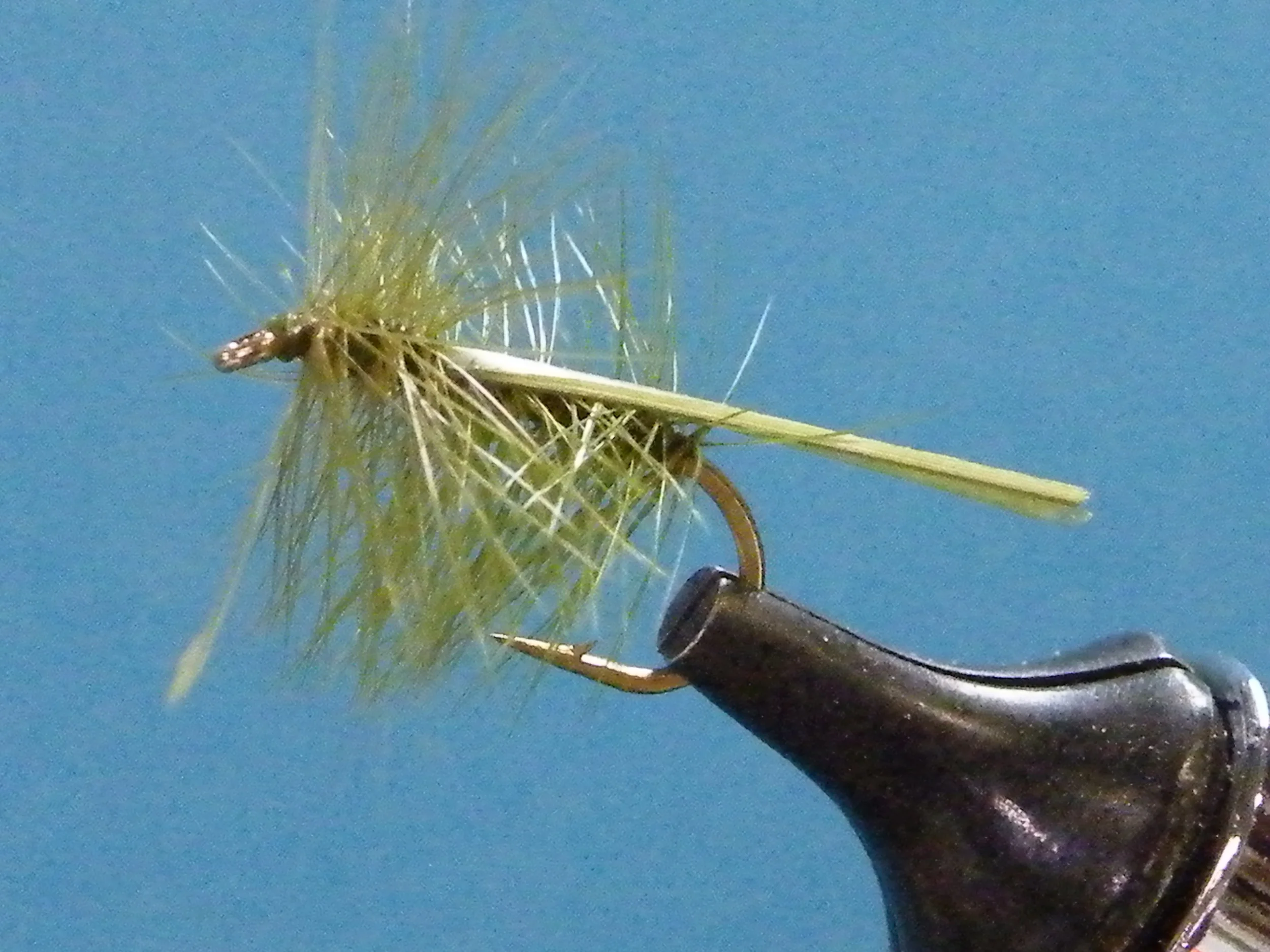 OLIVE STONEFLY.JPG