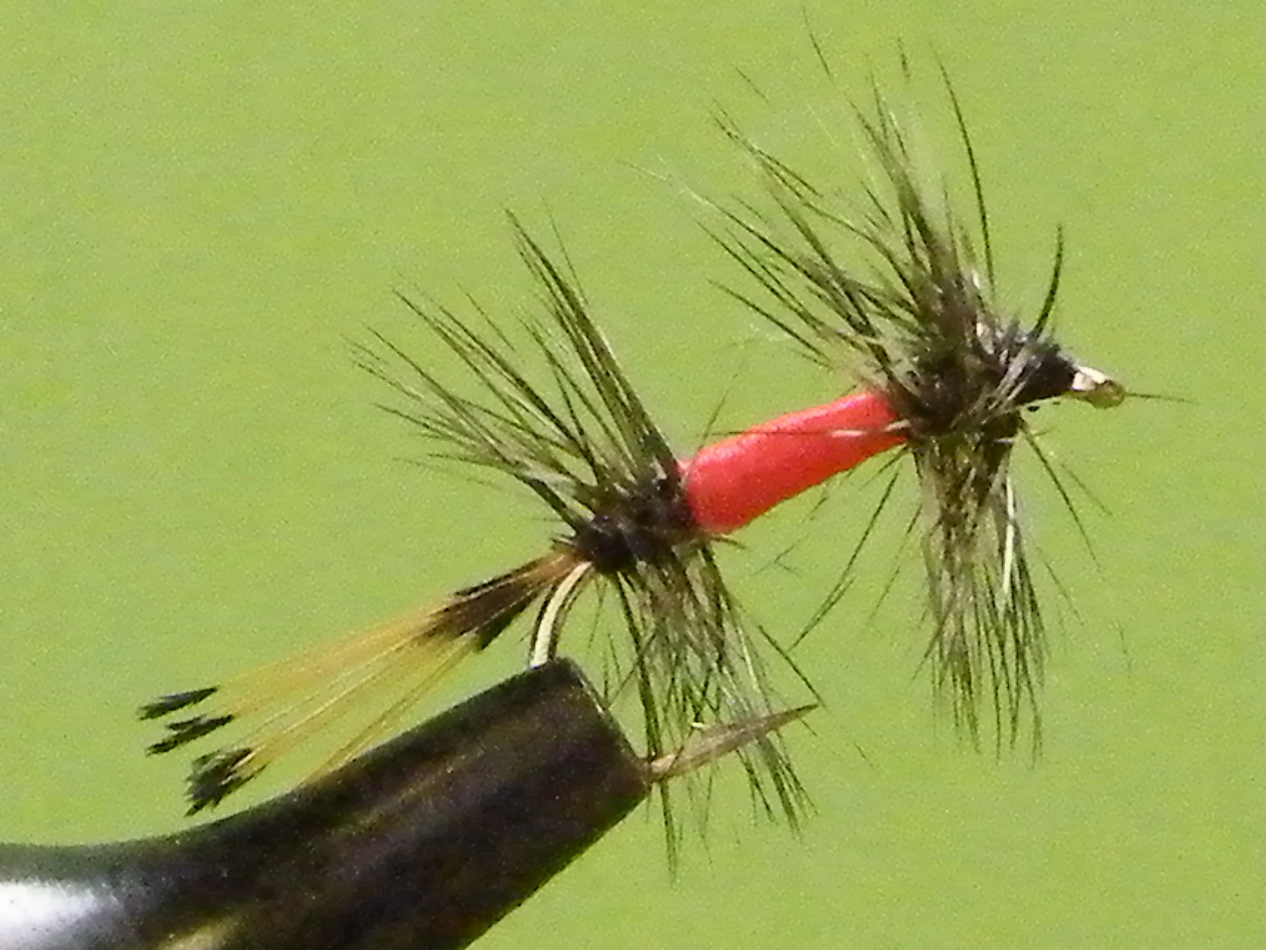 SIERRA BRIGHT DOT.JPG