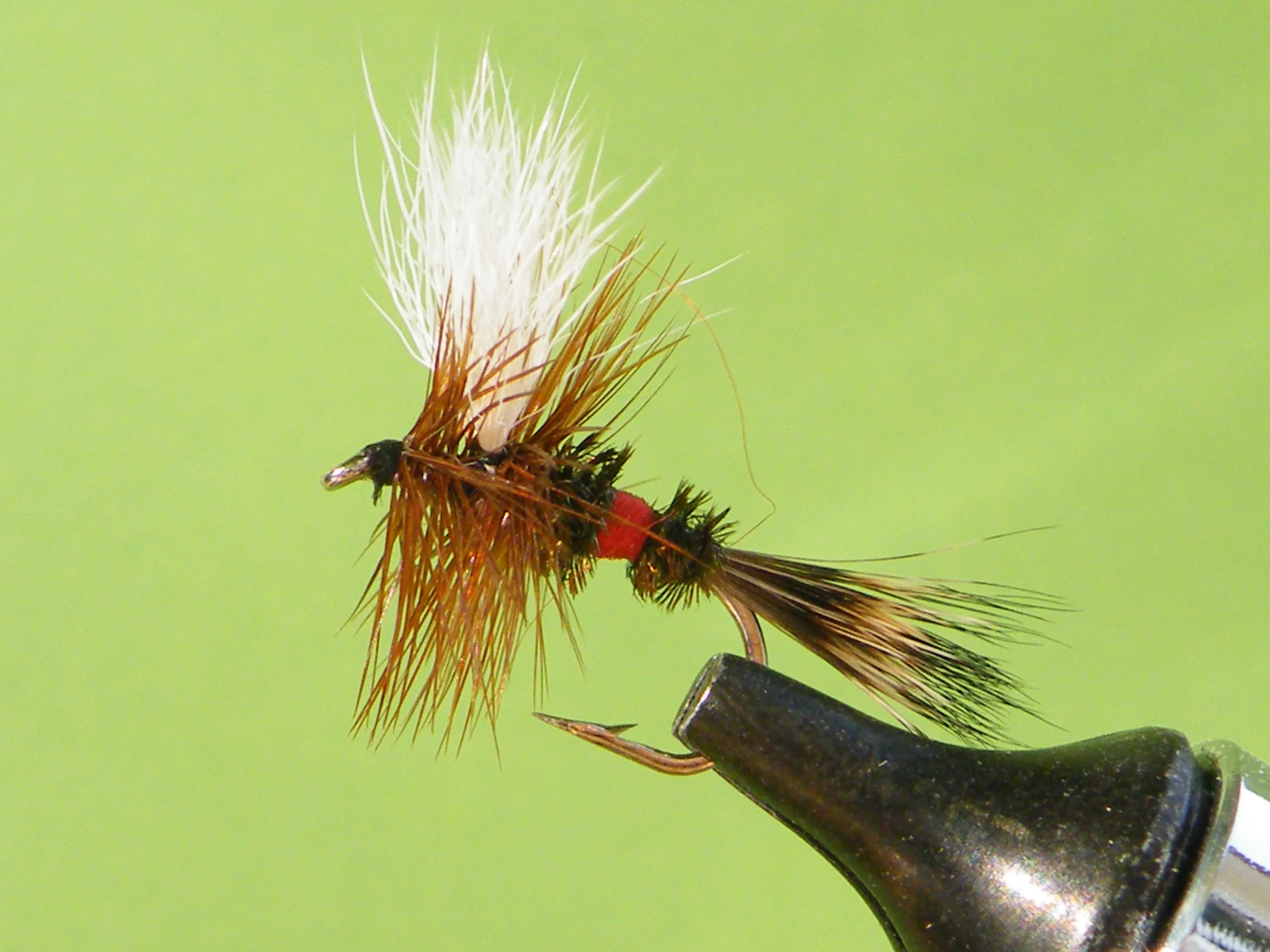 DSCF5525 Royal Wulf.JPG