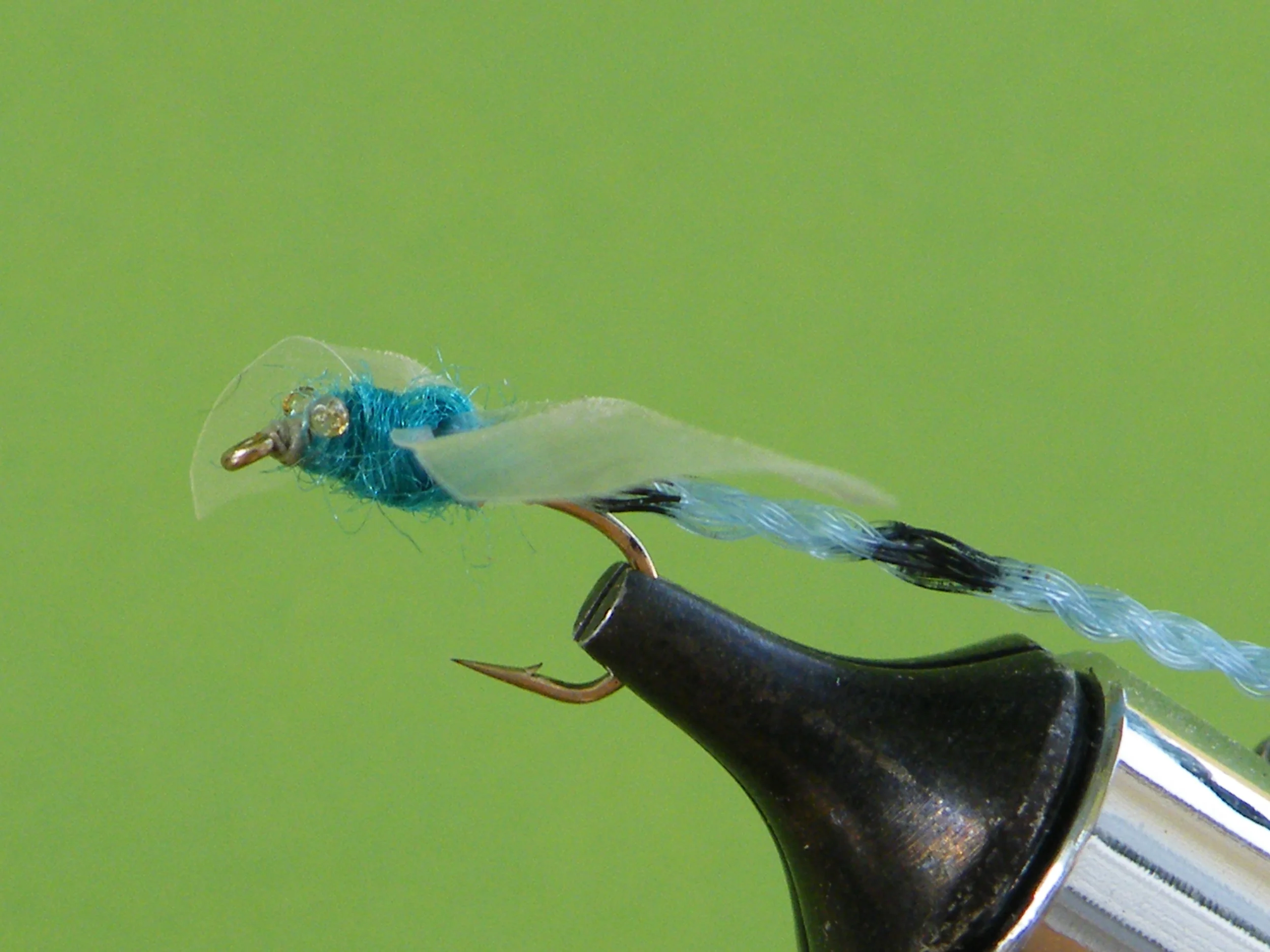 DSCF5529 Blue Adult Damsel.JPG