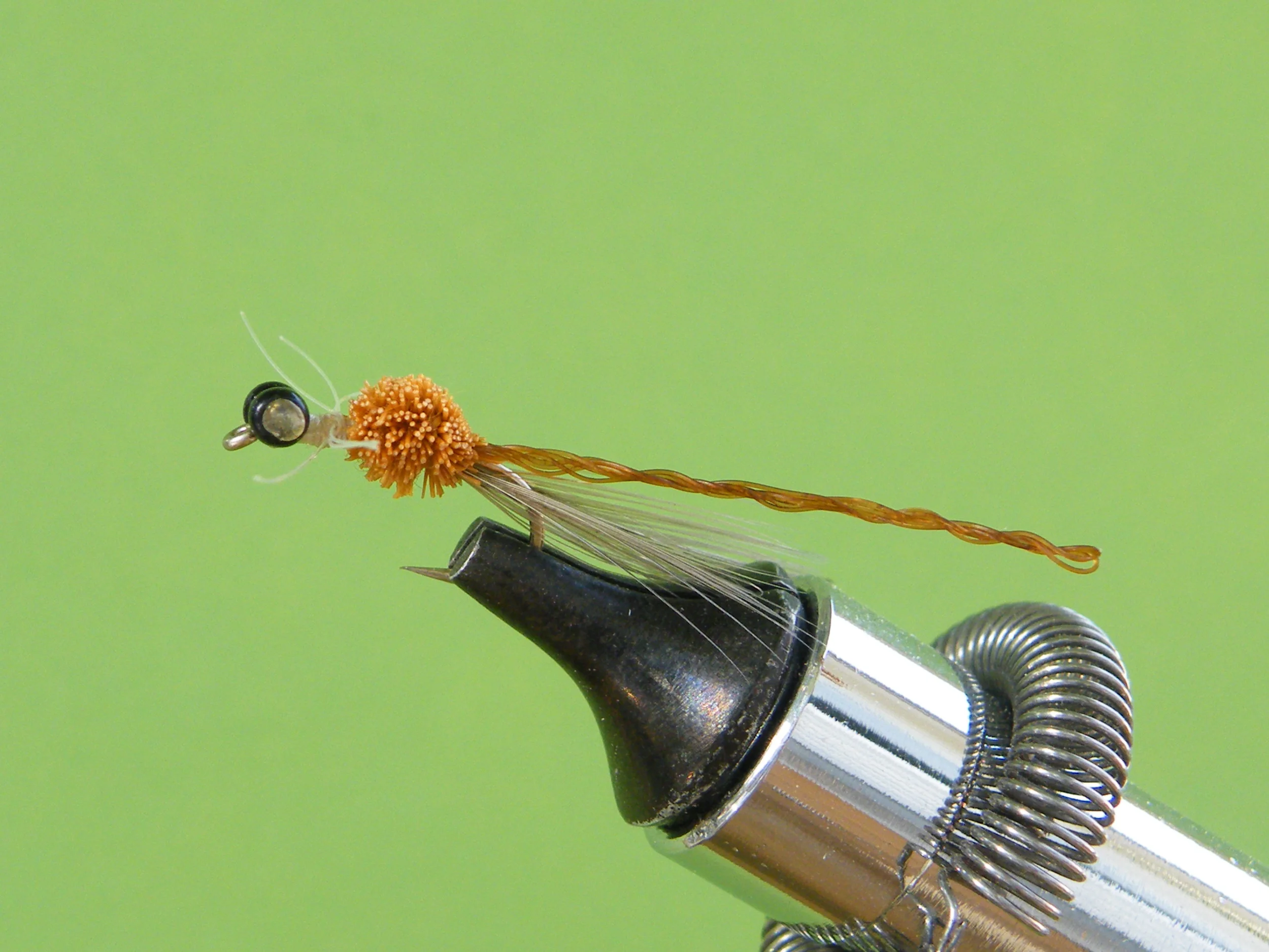 DSCF5531 Tan Adult Damsel.JPG