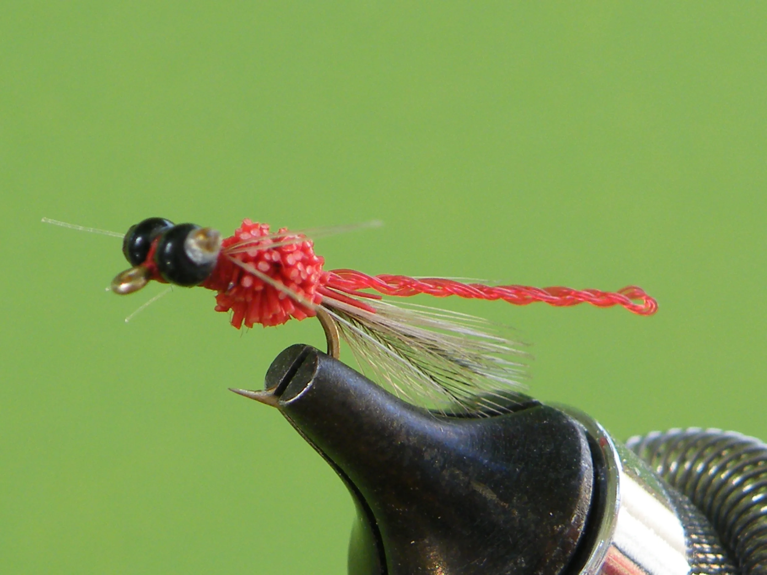 DSCF5532 Red Bunk Adult Damsel.JPG