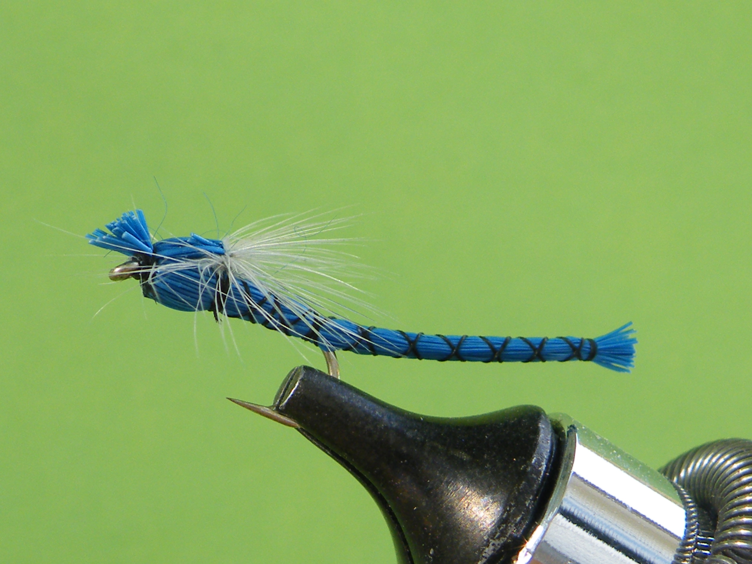 DSCF5533 Blue Adult Damsel Para.JPG