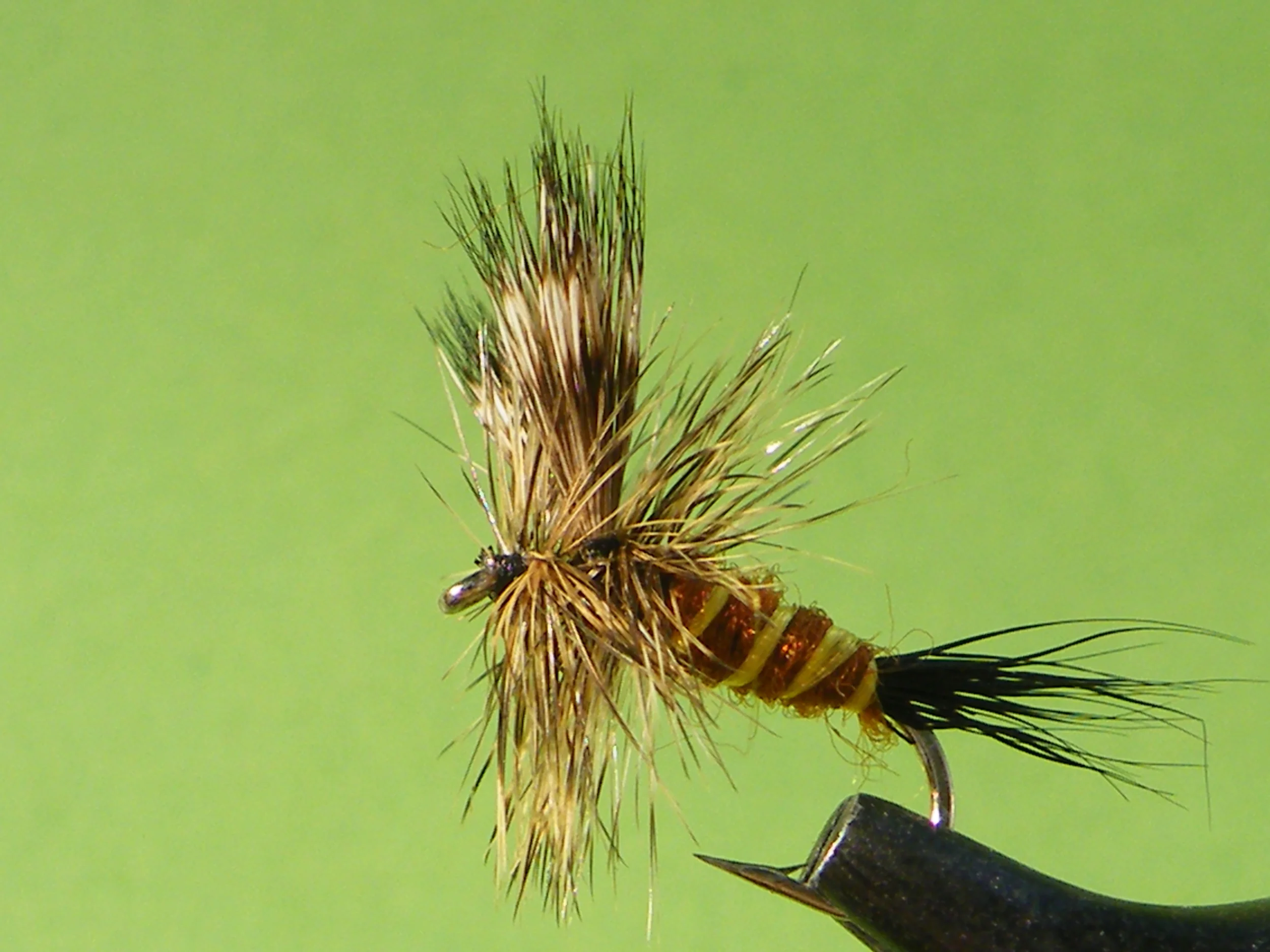 DSCF5543 Brown Drake.JPG