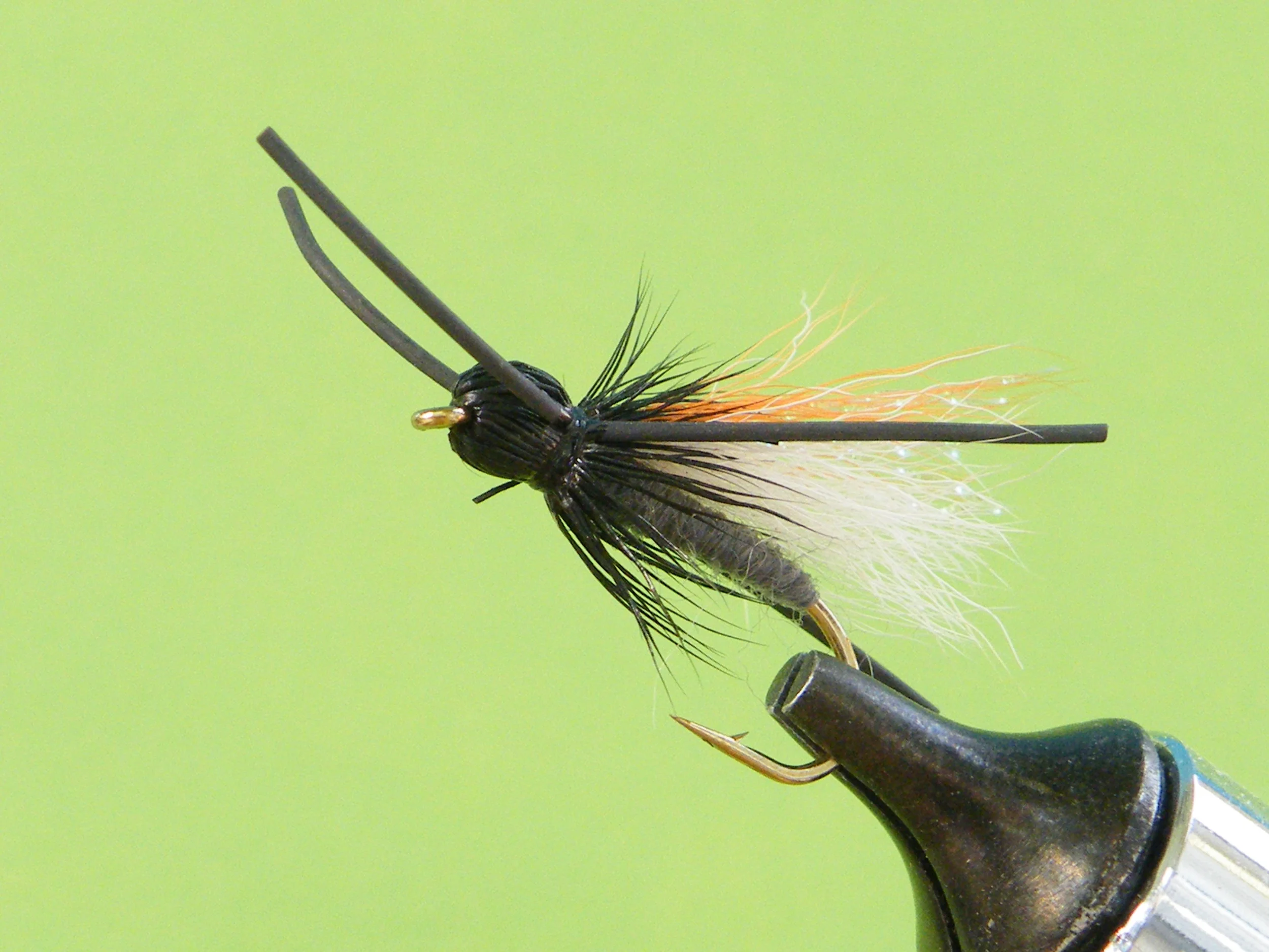 DSCF5551 Grey's Cicada.JPG