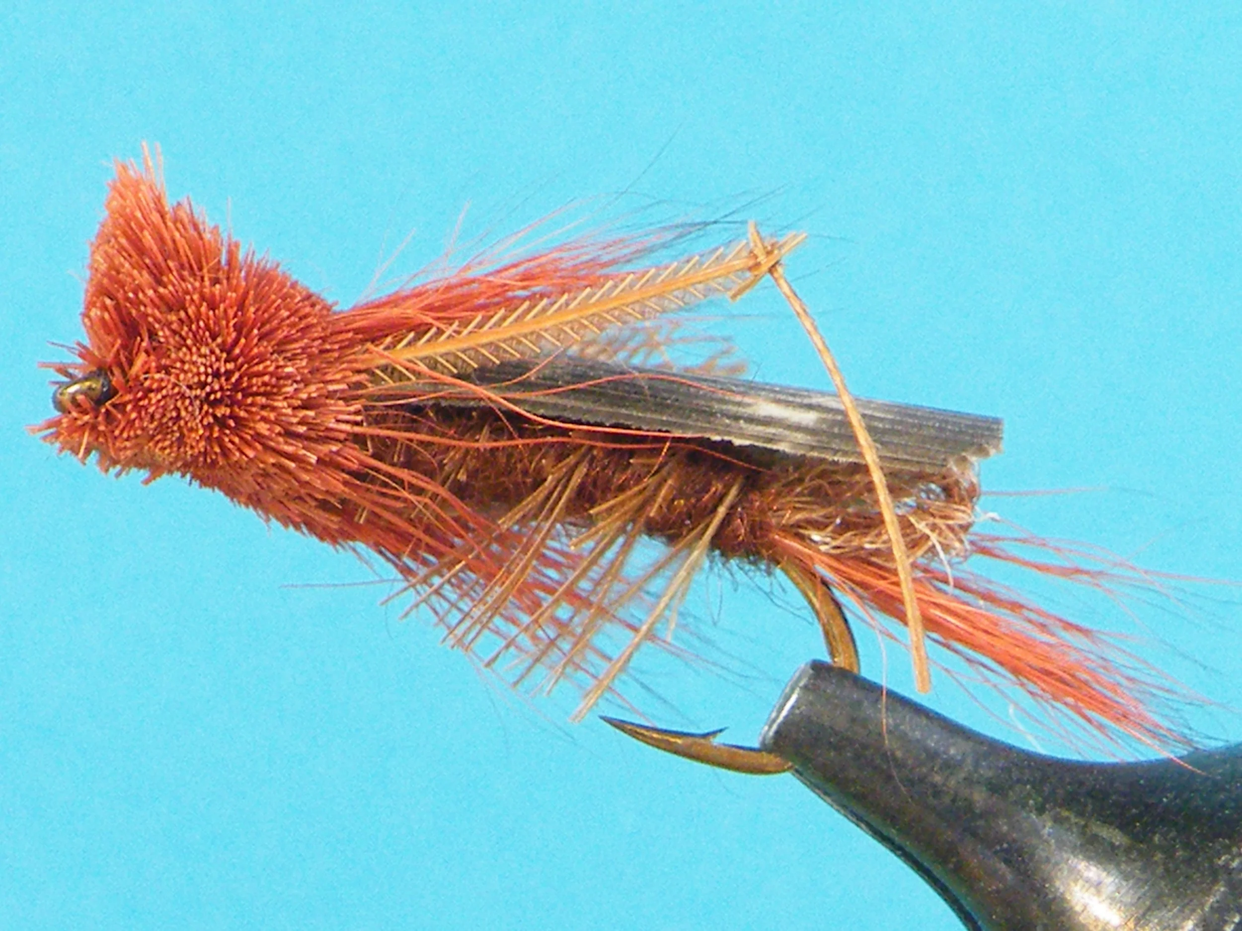 DSCF5554 Brown Cricket.JPG