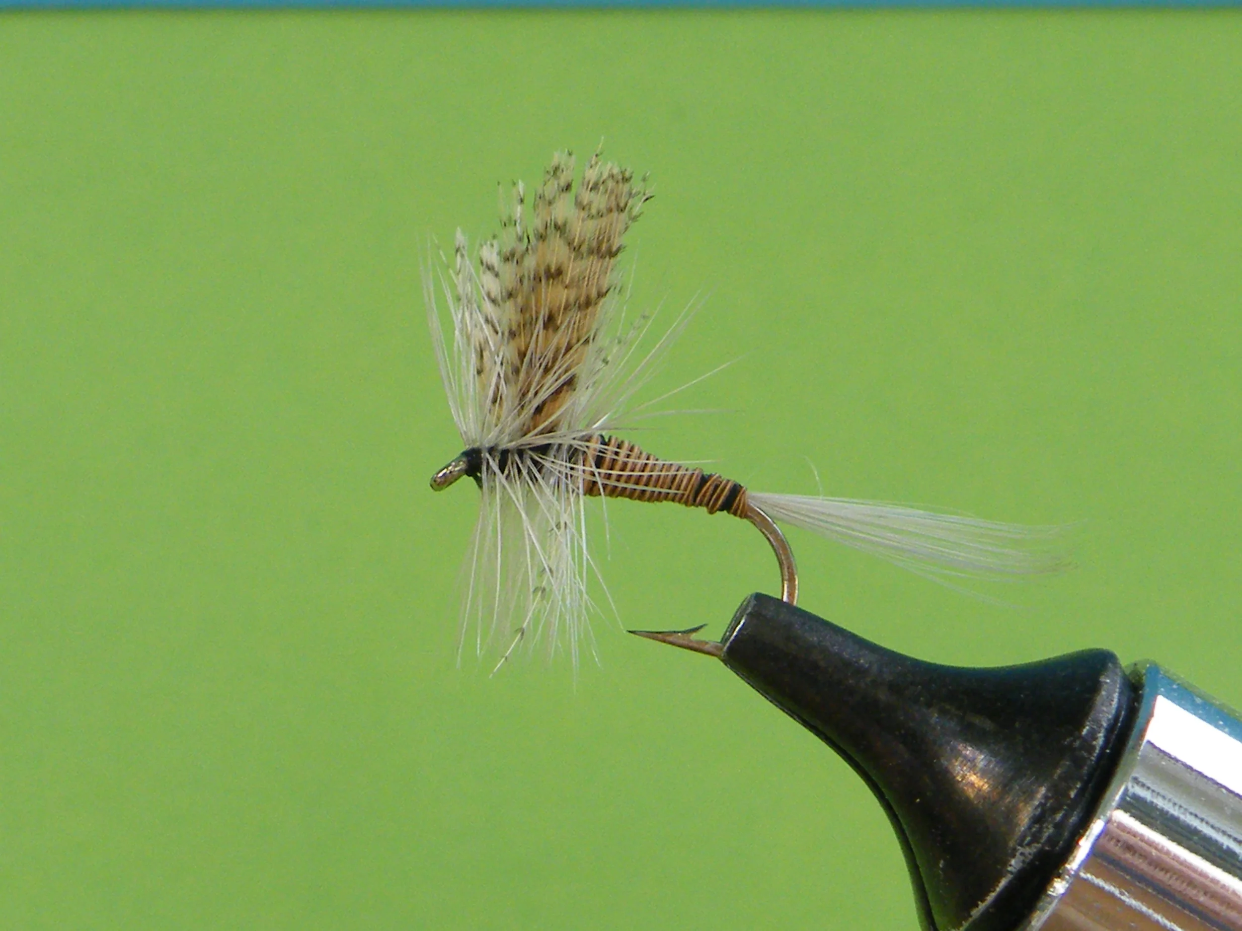 DSCF5559 Red Quill.JPG