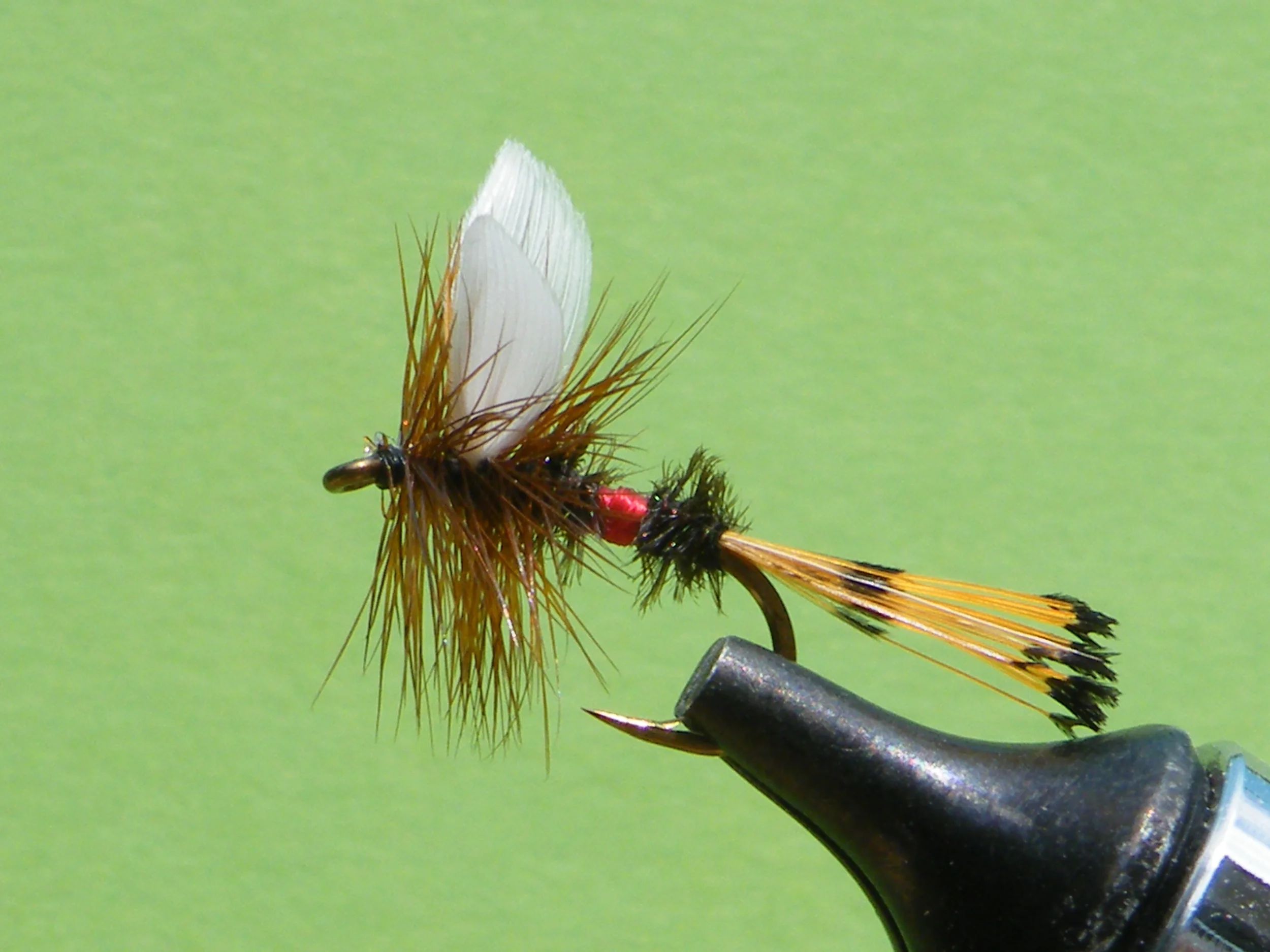 DSCF5581 Royal Coachman.JPG