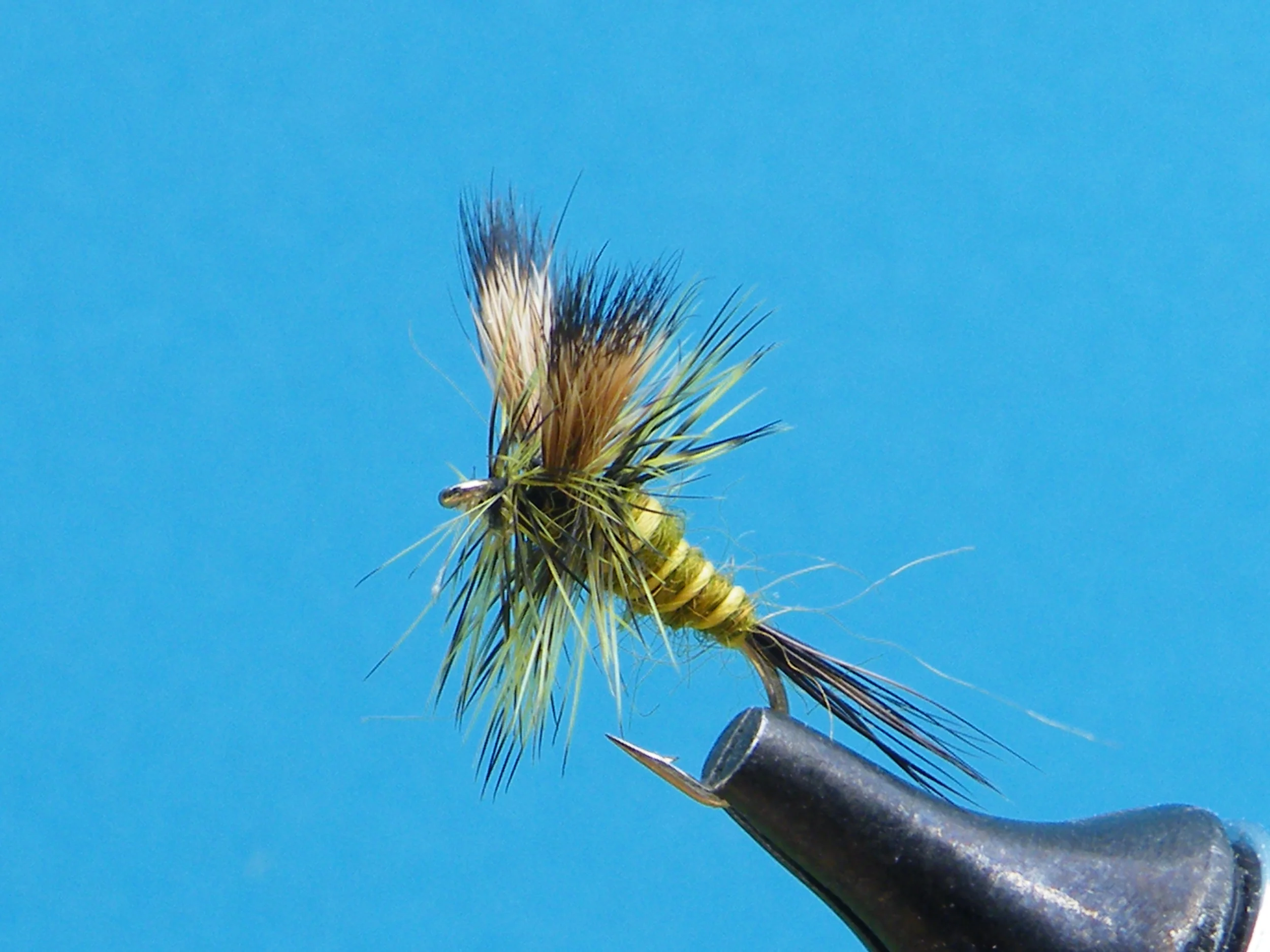 DSCF5585 Green Drake.JPG