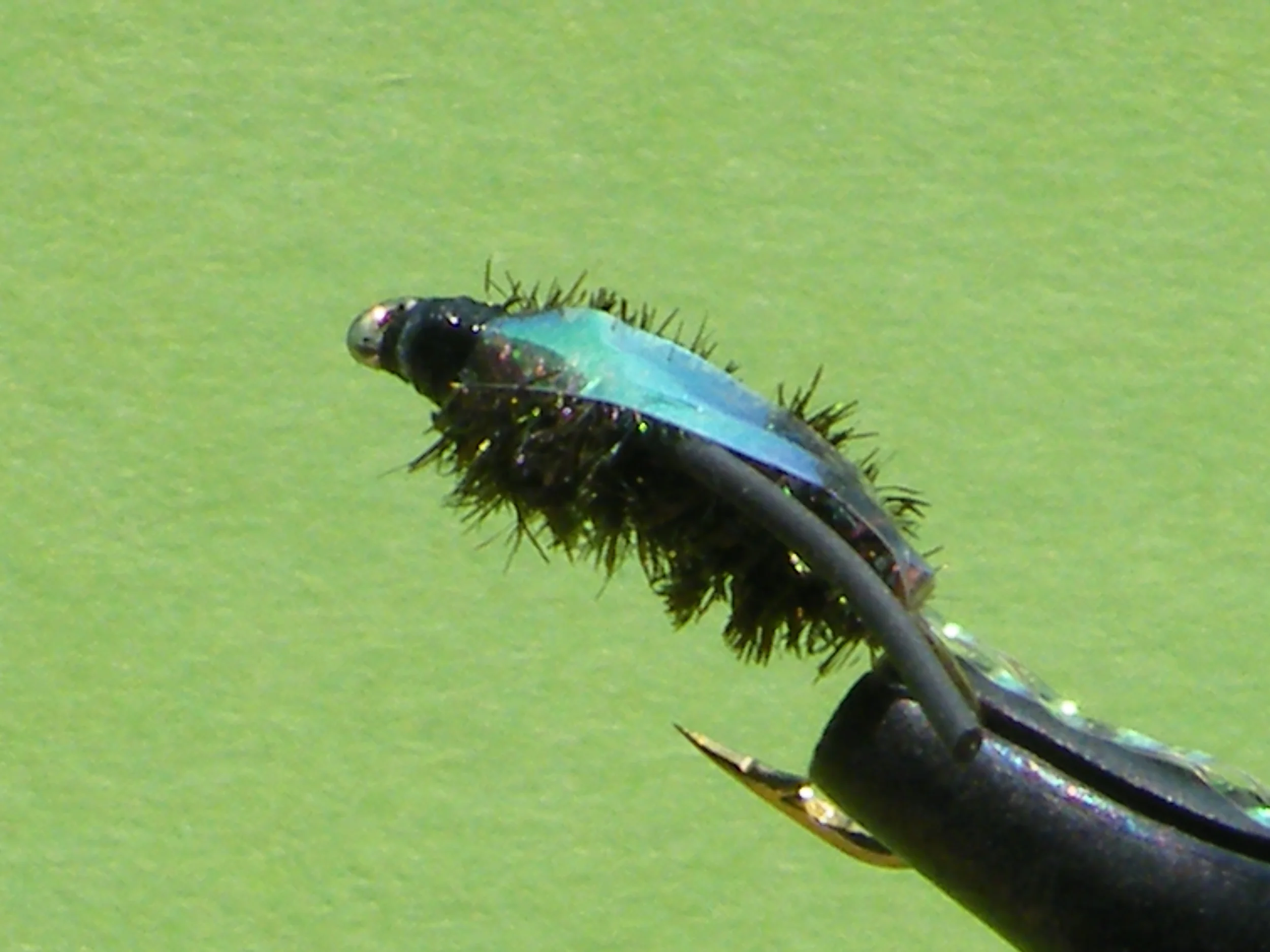 DSCF5618 Water Boatman.JPG