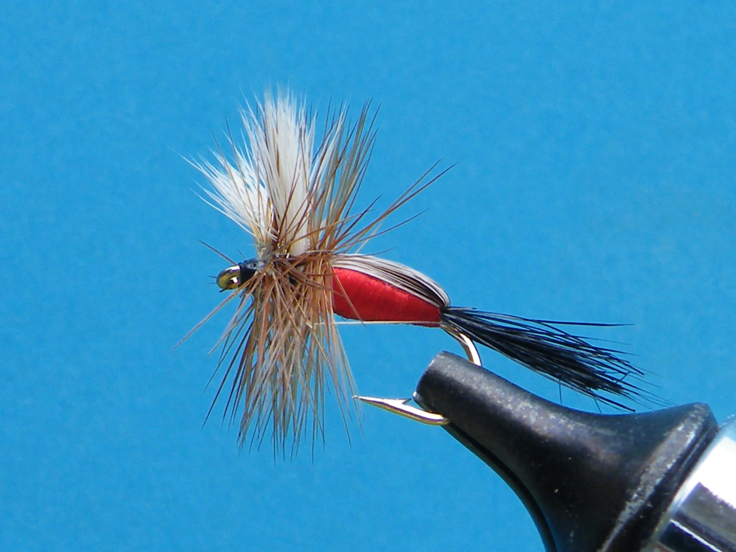 DSCF5596 Royal Humpy.JPG