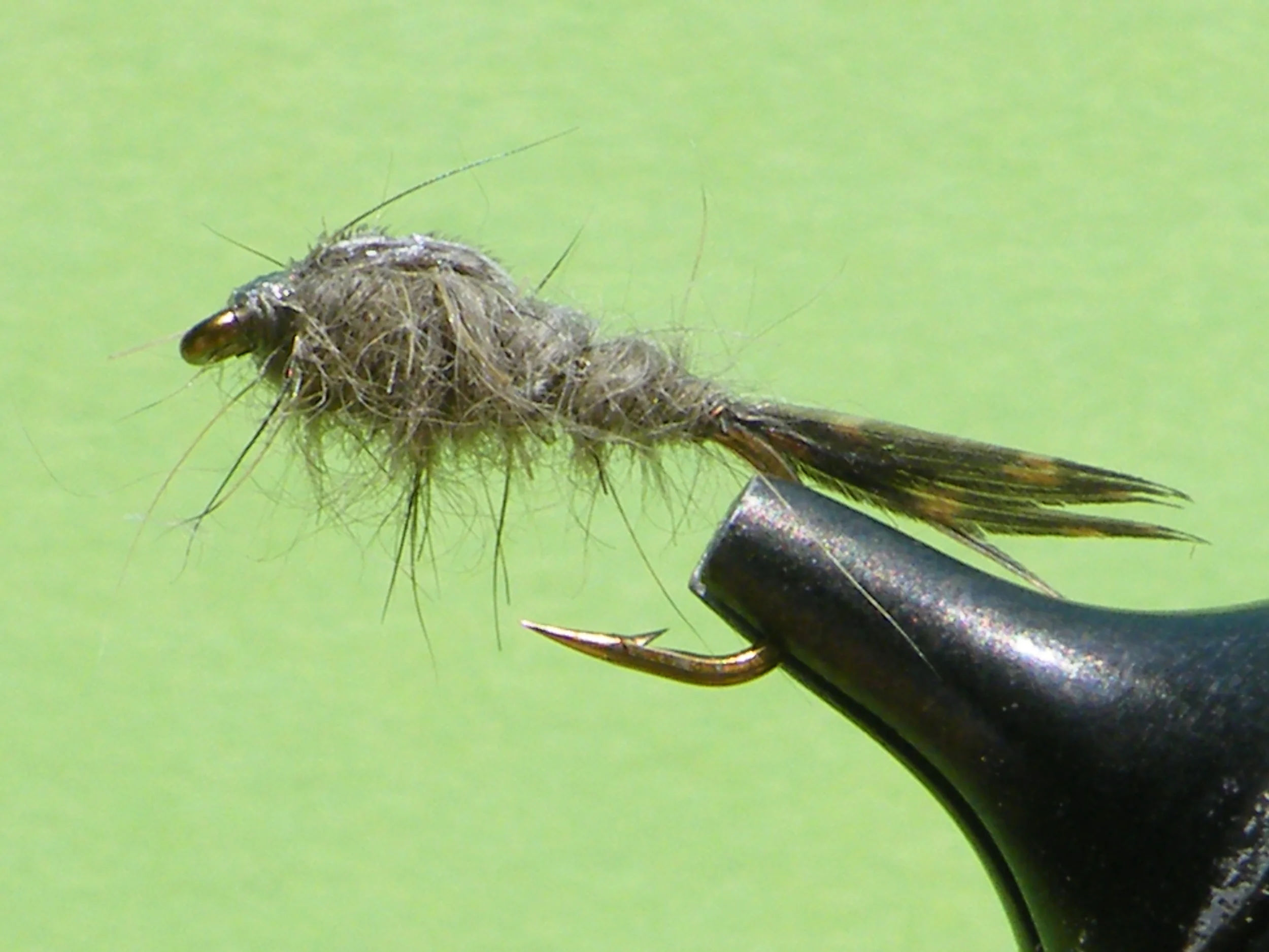 DSCF5642 Caenis Nymph.JPG