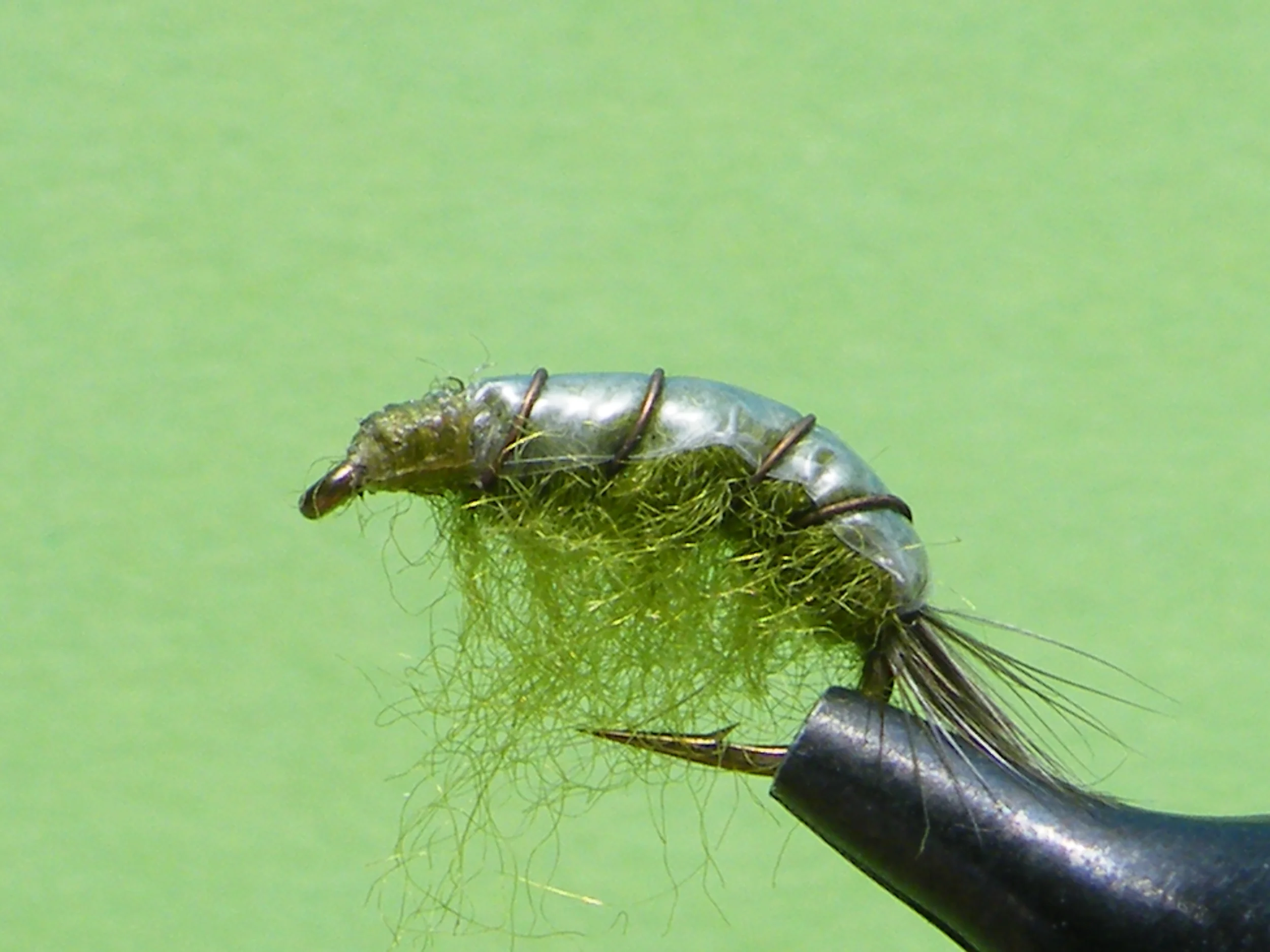 DSCF5652 Olive Scud.JPG