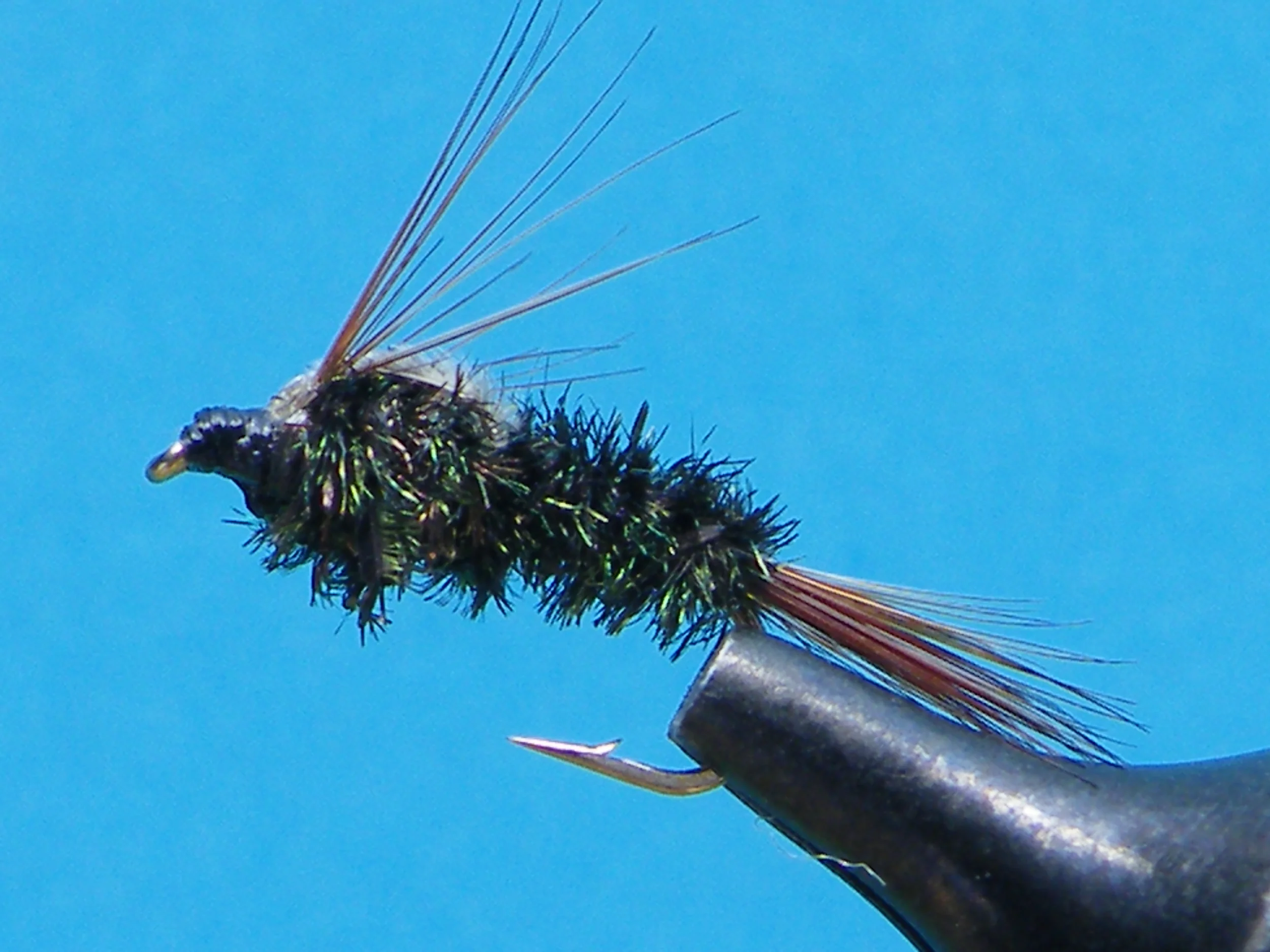 DSCF5655 Halfback Nymph.JPG