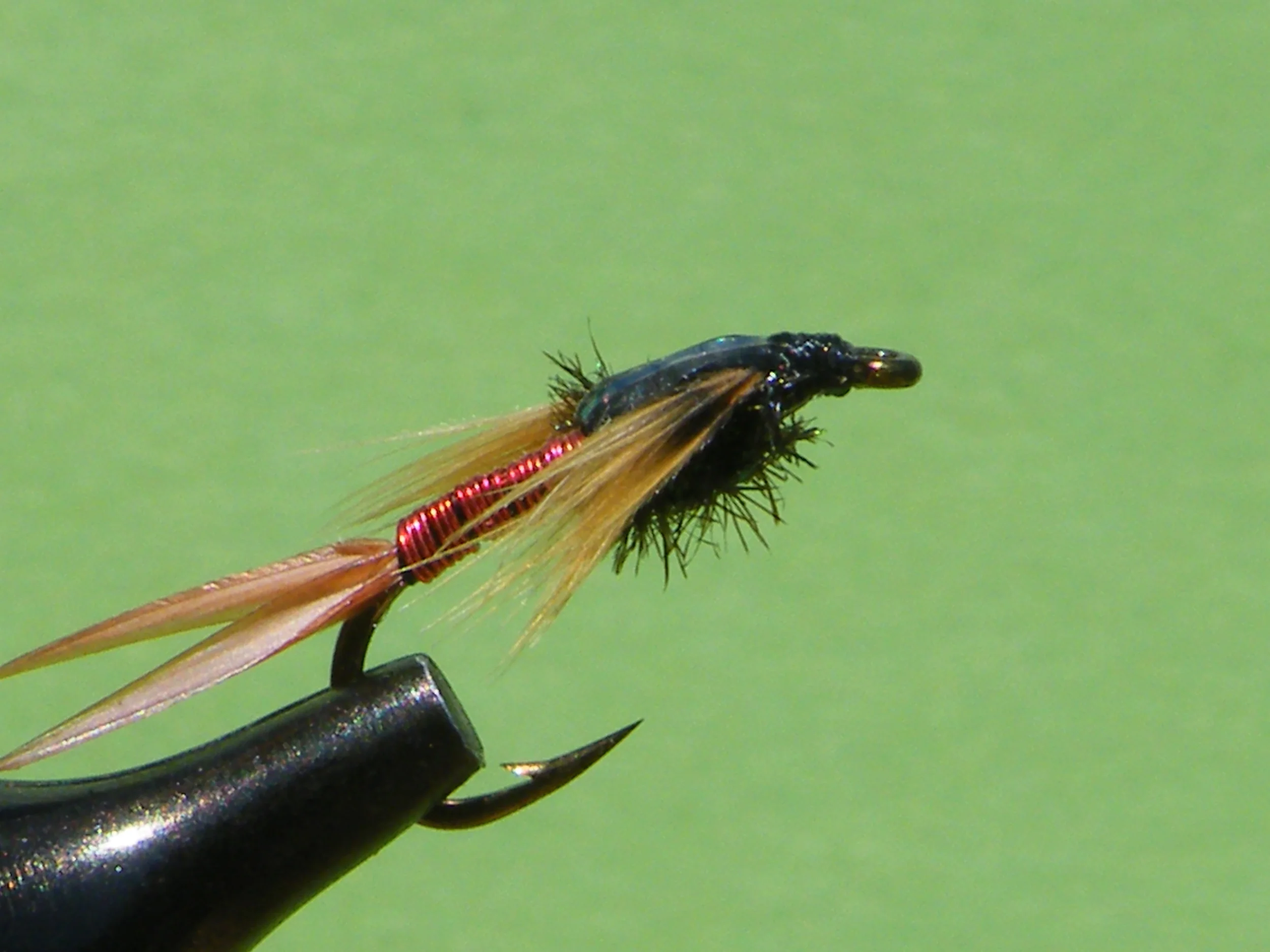 DSCF5779 Red Copper John.JPG