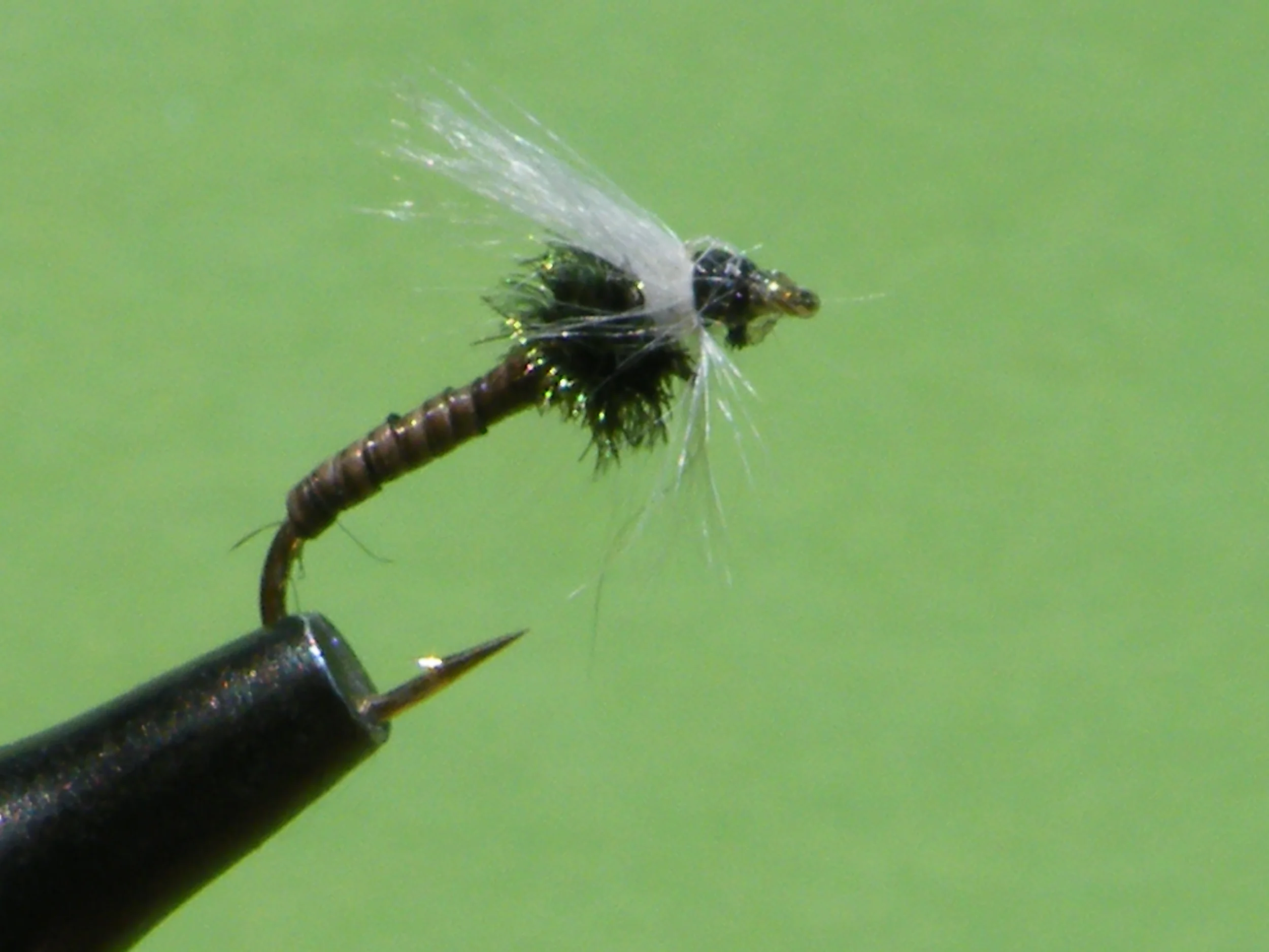DSCF5781 Peacock Chronomid.JPG
