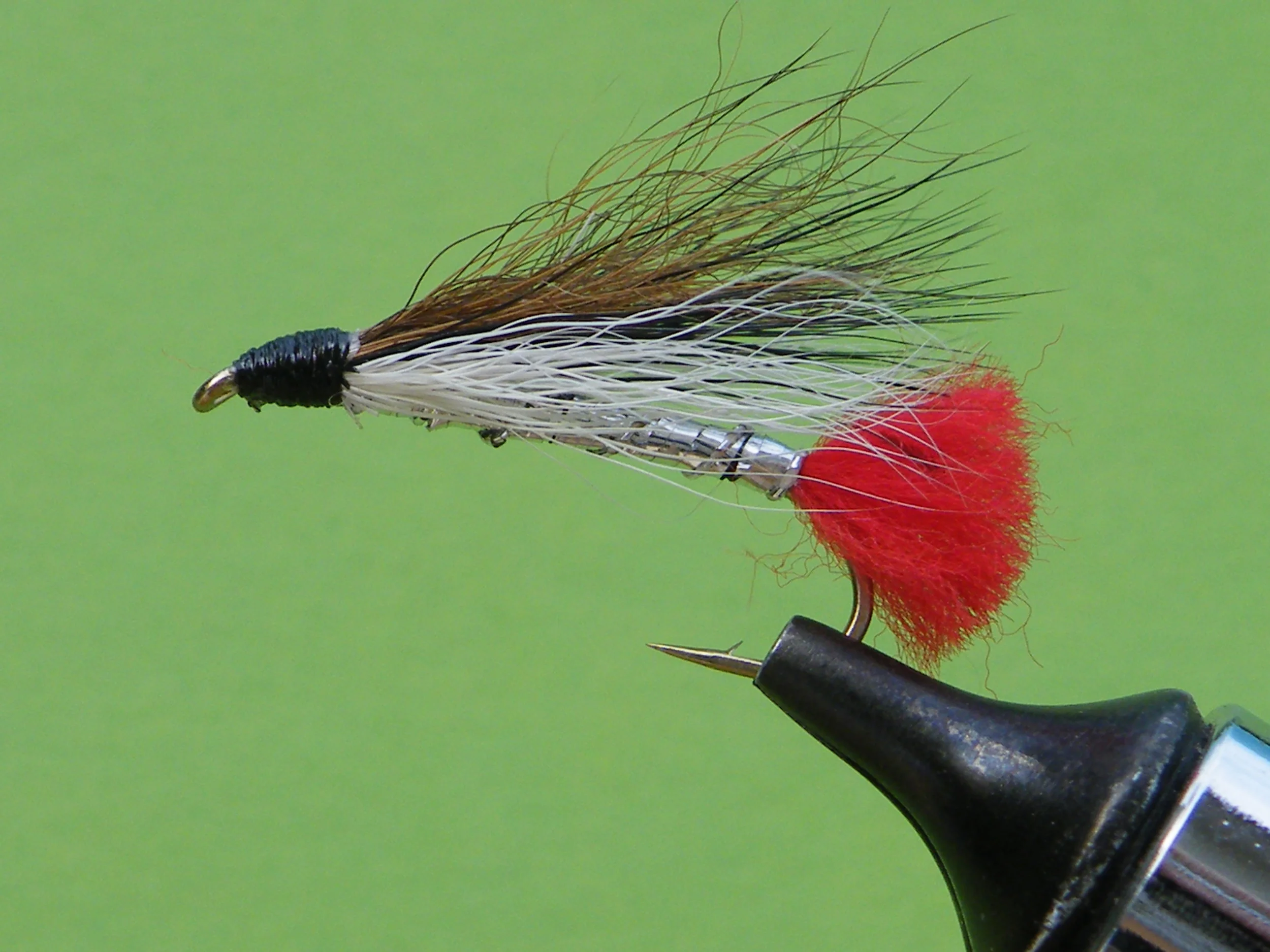 DSCF5745 Black Nose Dace.JPG