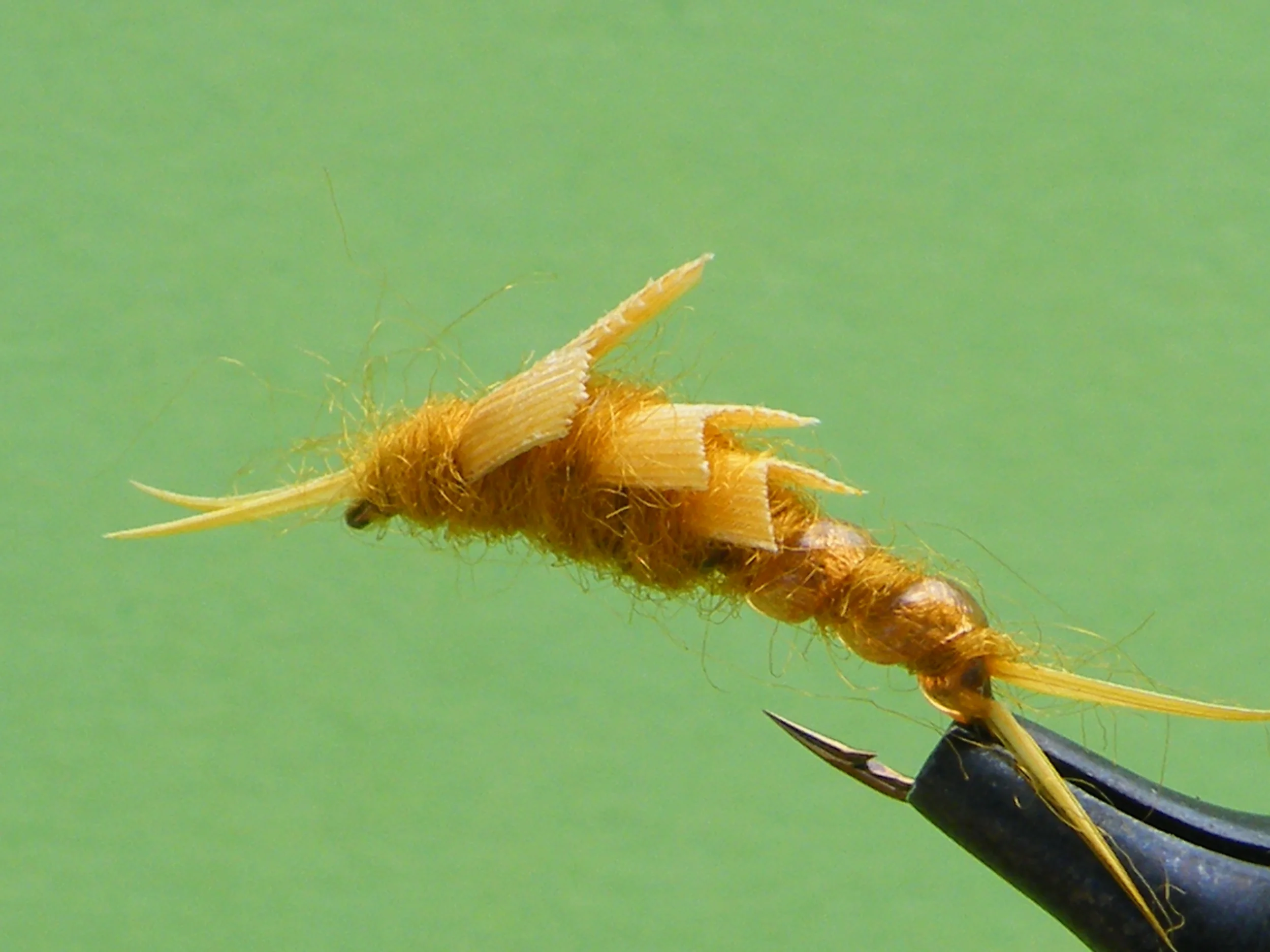 DSCF5625 Golden Stonefly Nymph.JPG