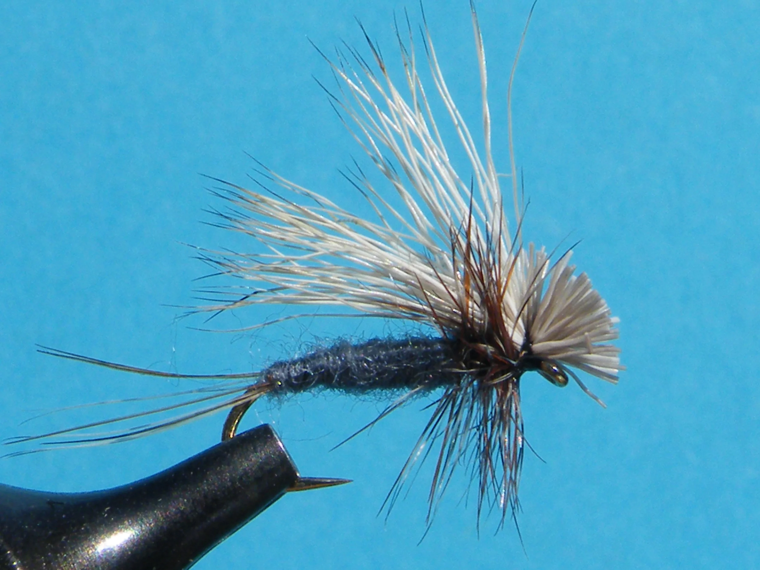 ADAMS HAIRWING DUN DSCF5860.JPG