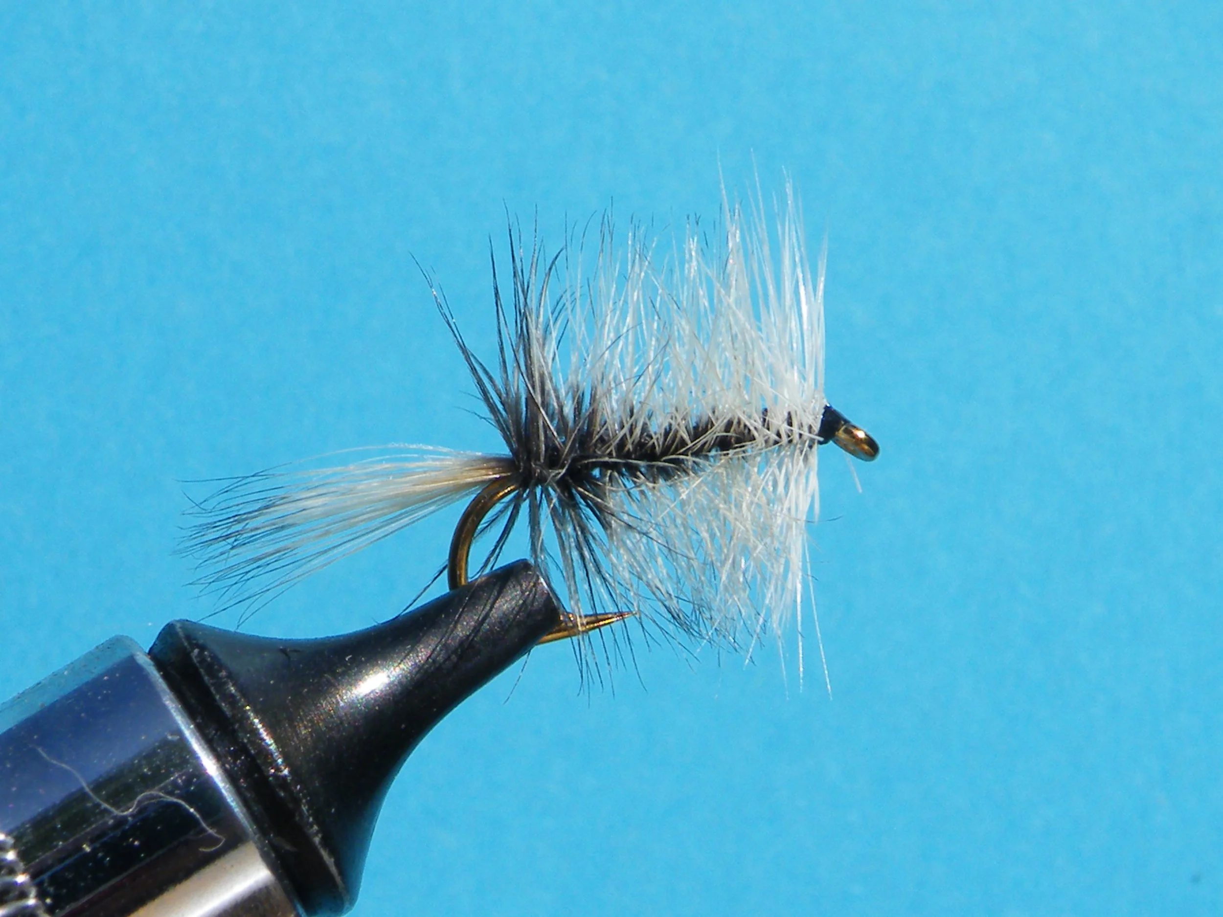 BIVISIBLE BADGER DSCF5856.JPG