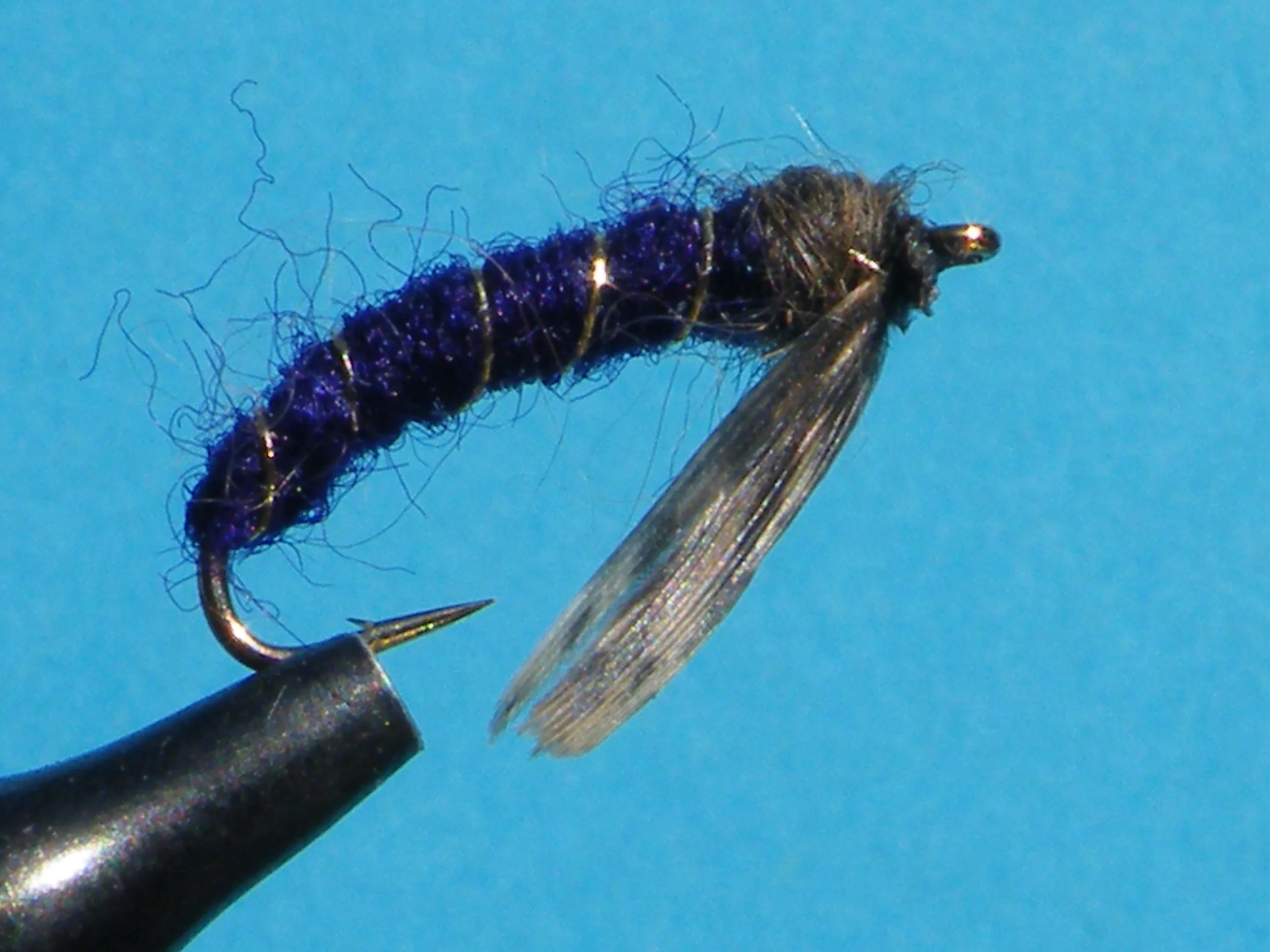 DEEP PURPLE CADDIS LARVA DSCF5864.JPG