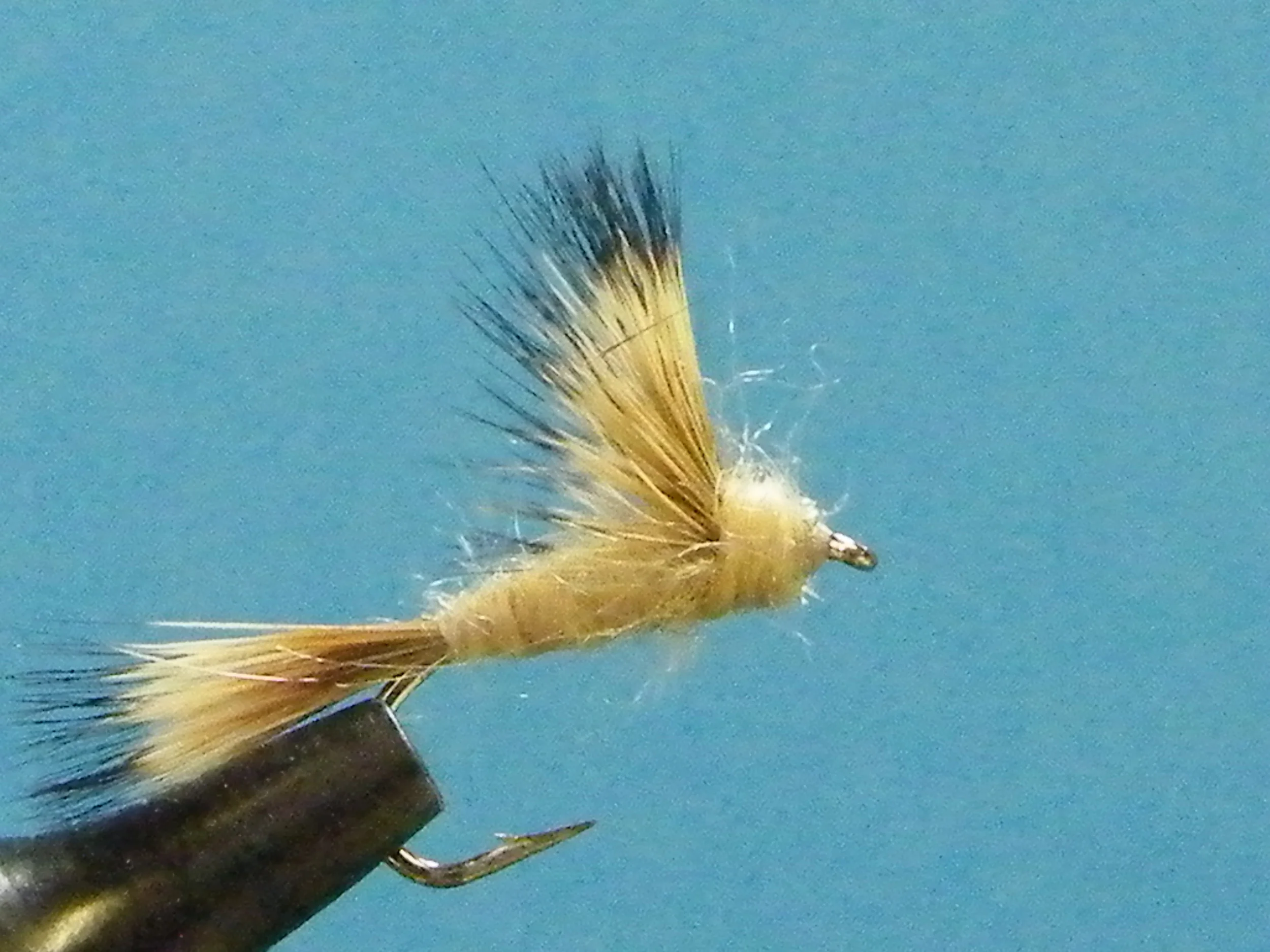 CALABAETIS CRIPPLE MAYFLY.JPG