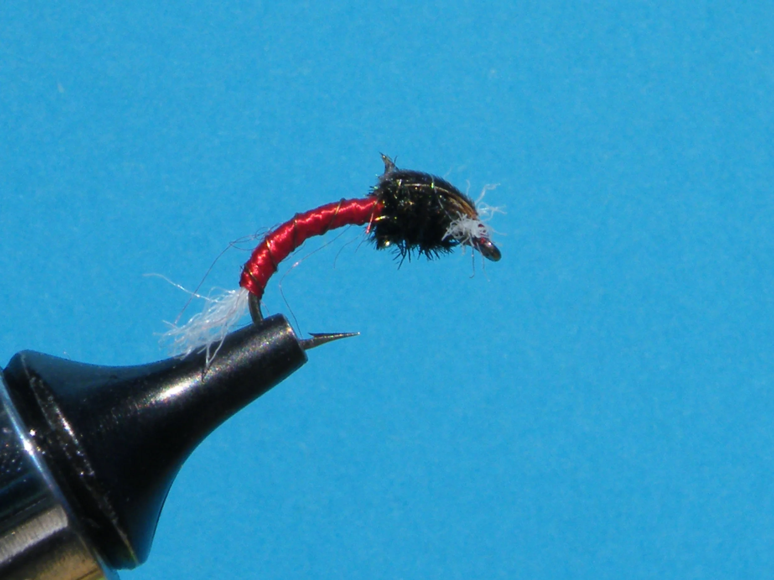 RED FROSTBITE CHRONOMID DSCF5841.JPG