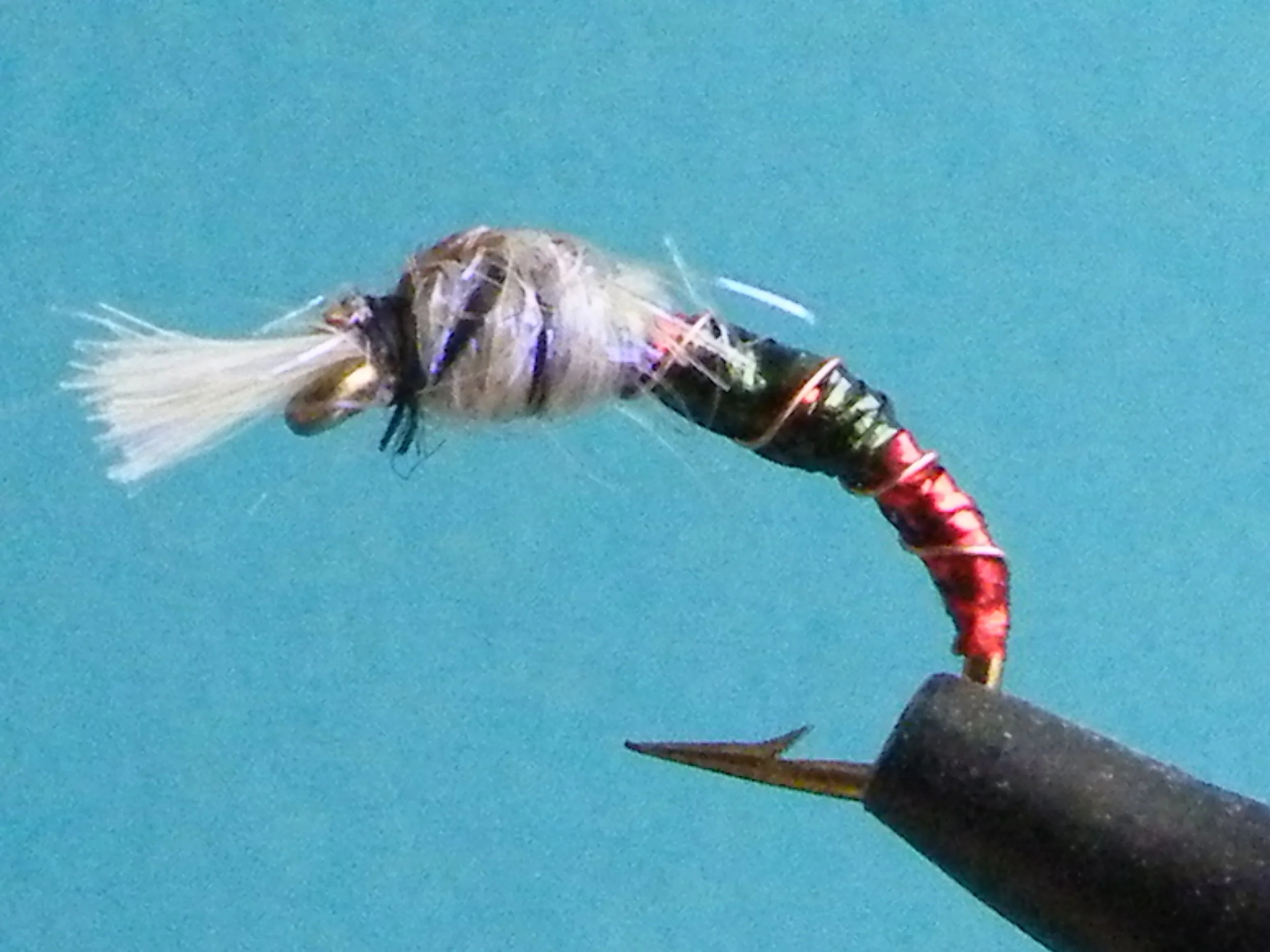 Collaborator Chironomid(1).JPG