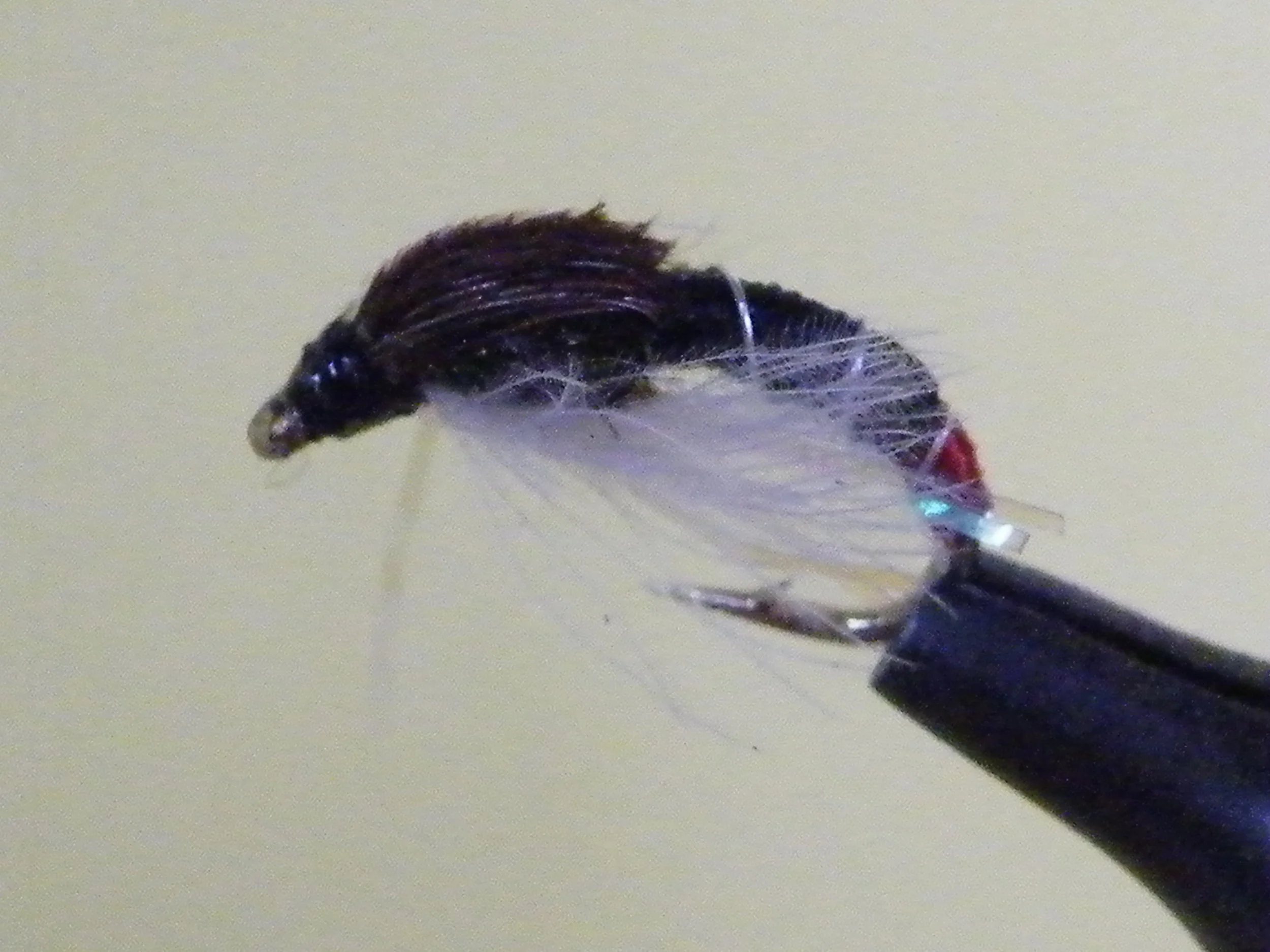 RED BUTT BUZZER CHIRONOMID(3).JPG