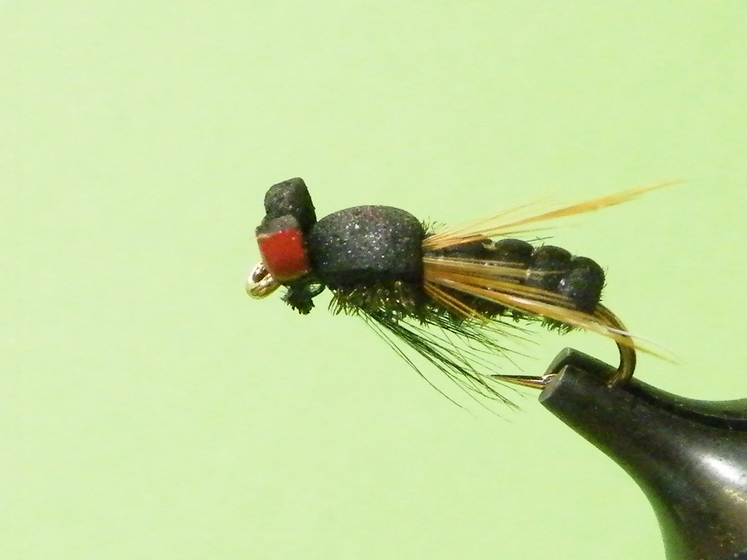 HOUSE FLY DSCF6033.JPG