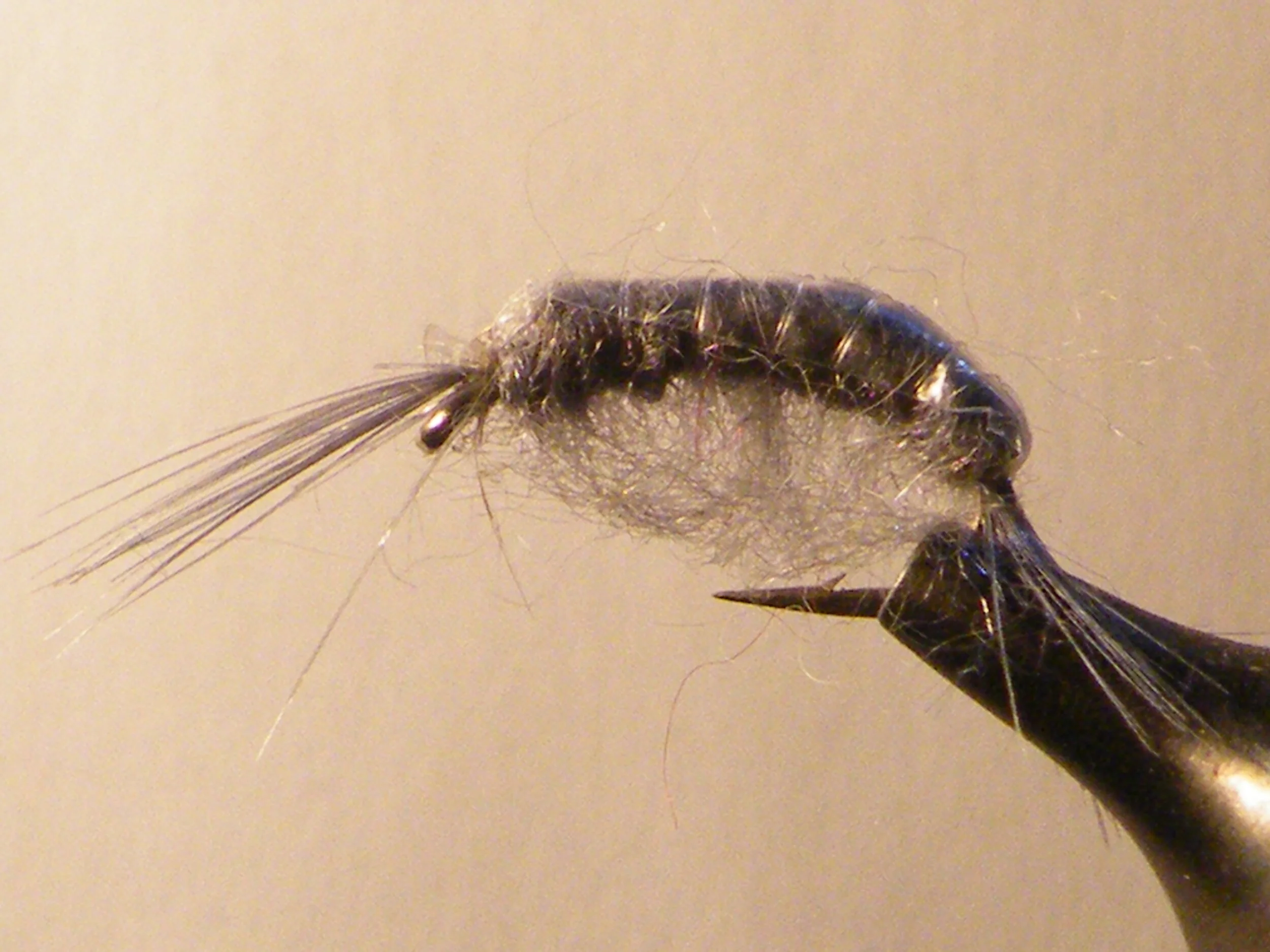 FRESHWATER SHRIMP GREY.JPG