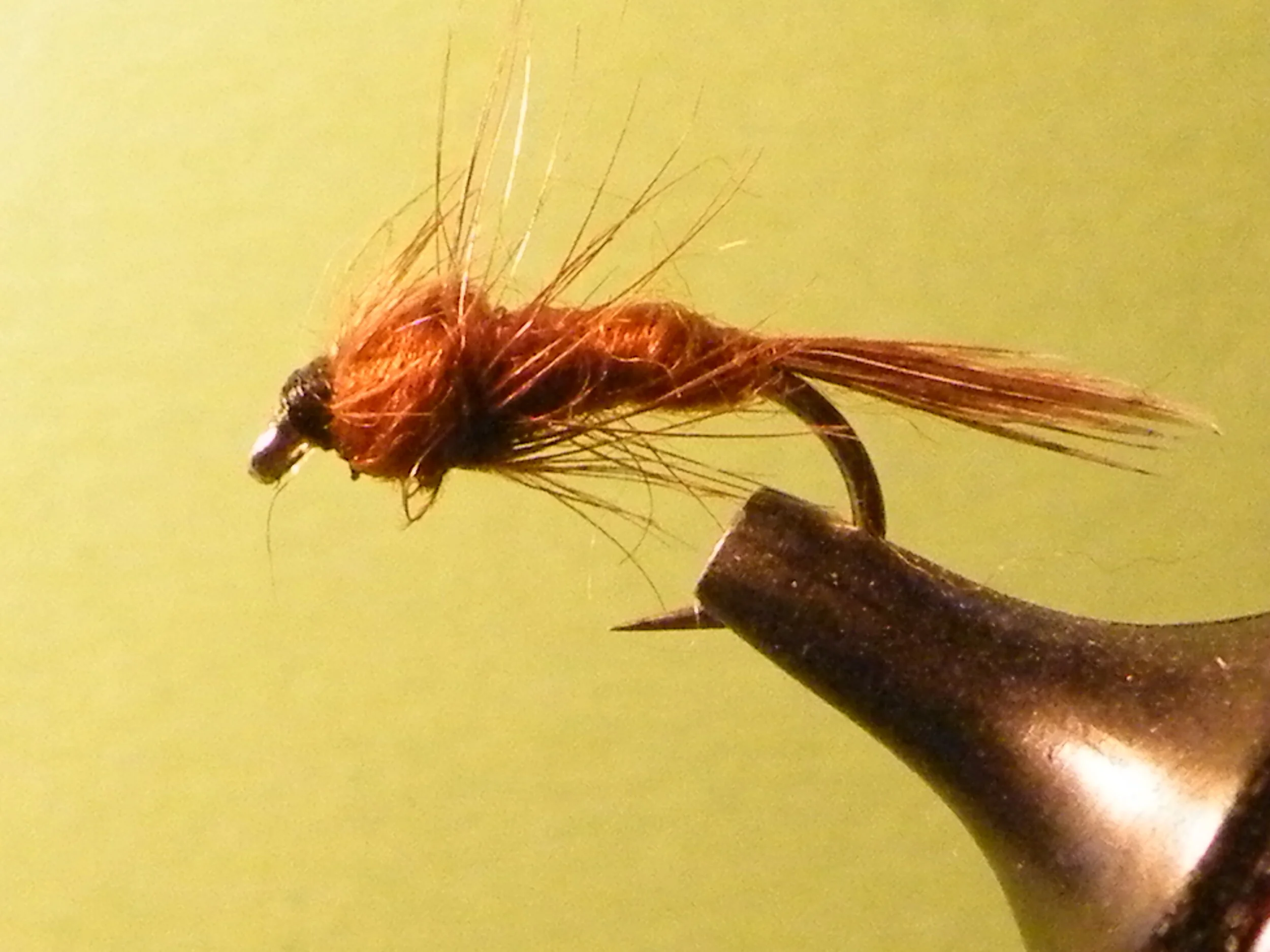 DOCTOR DAZOO BROWN.JPG