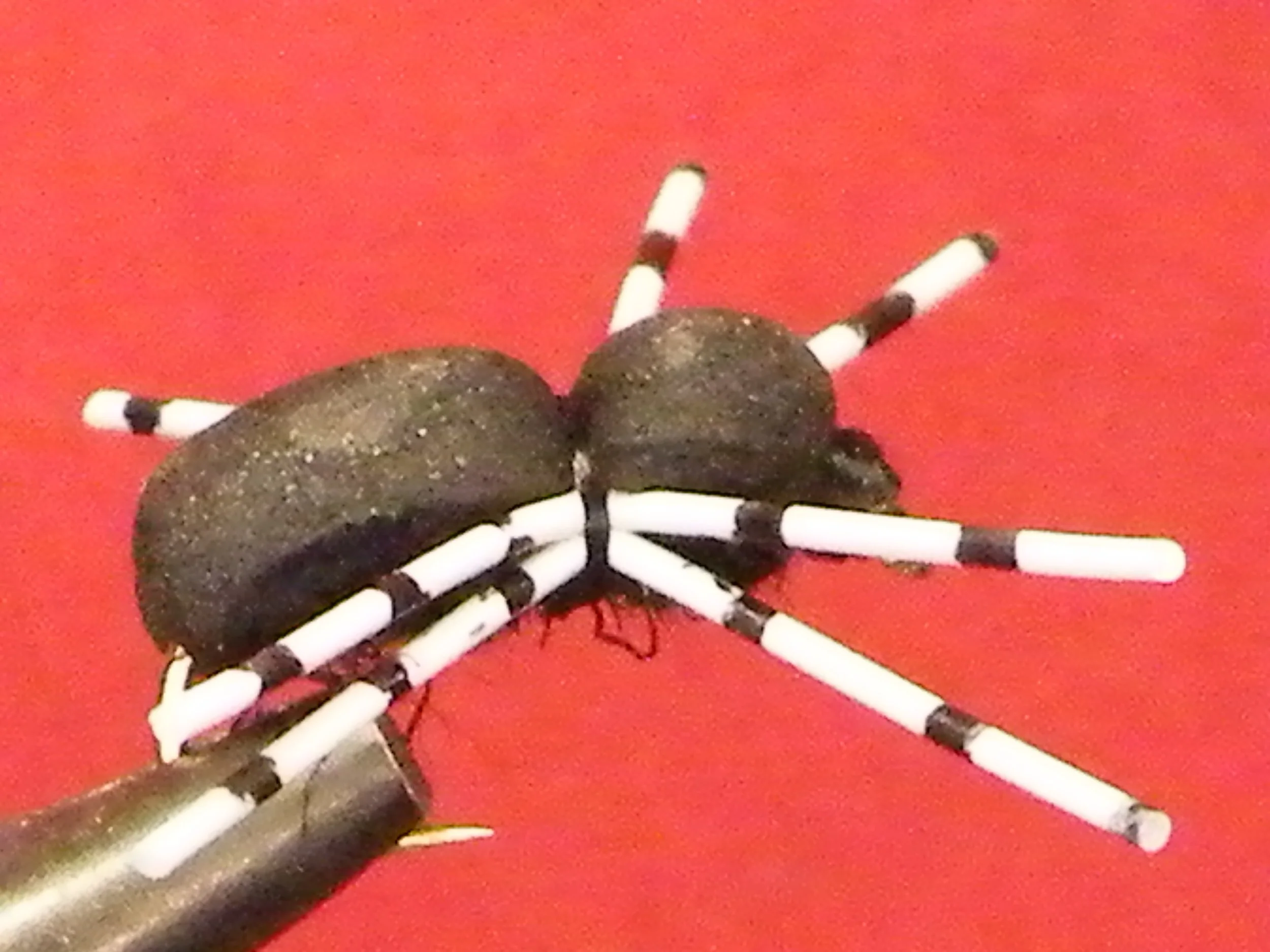 DUNCAN'S SPIDER