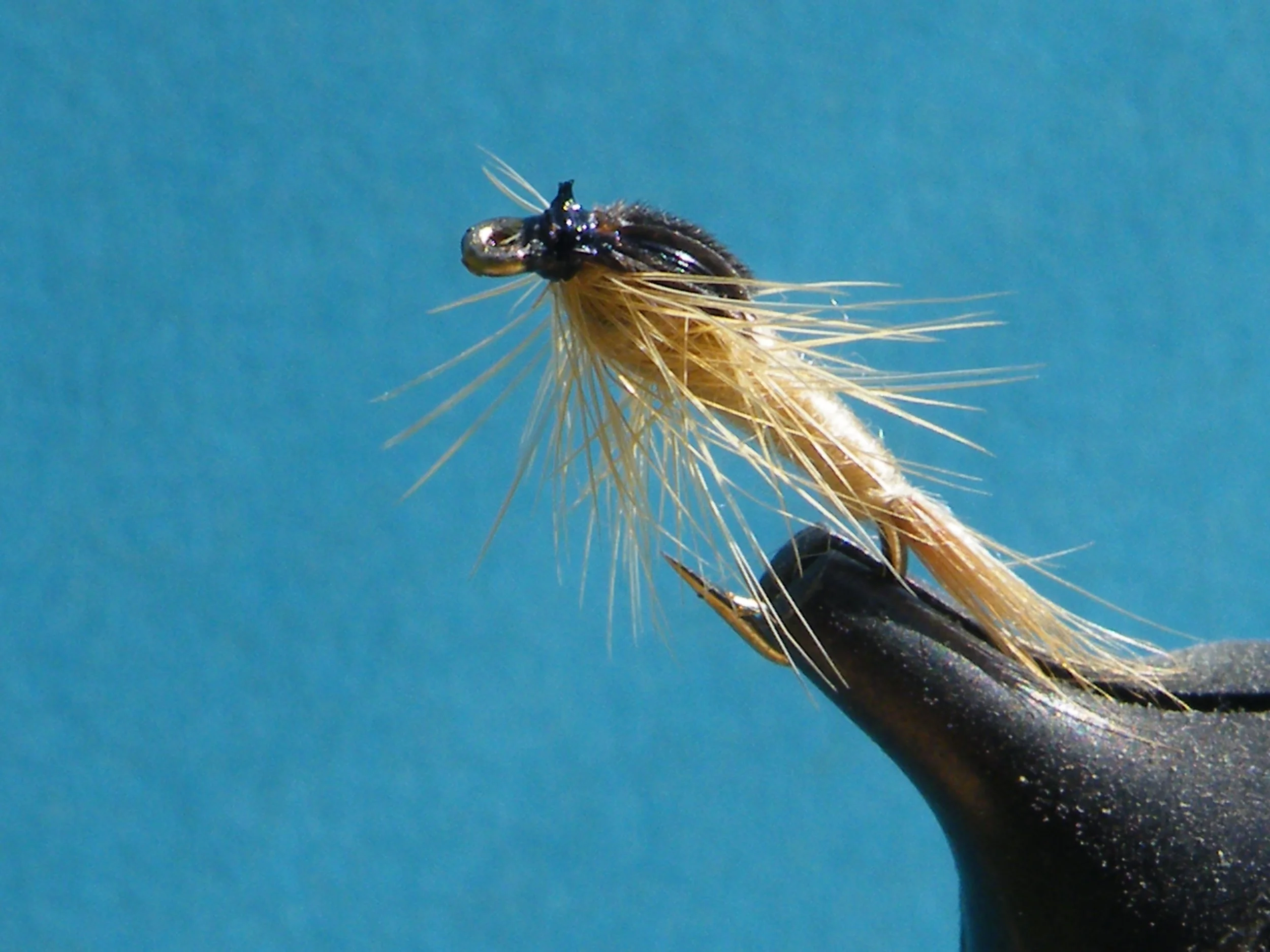 TAN DOCTOR DAZOO.JPG