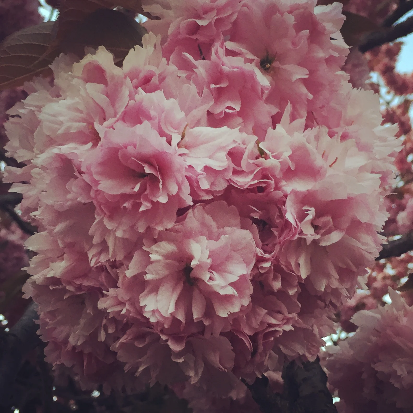 What it Means to Trust: Thoughts on Growth and Listening to the Voice of Your Soul