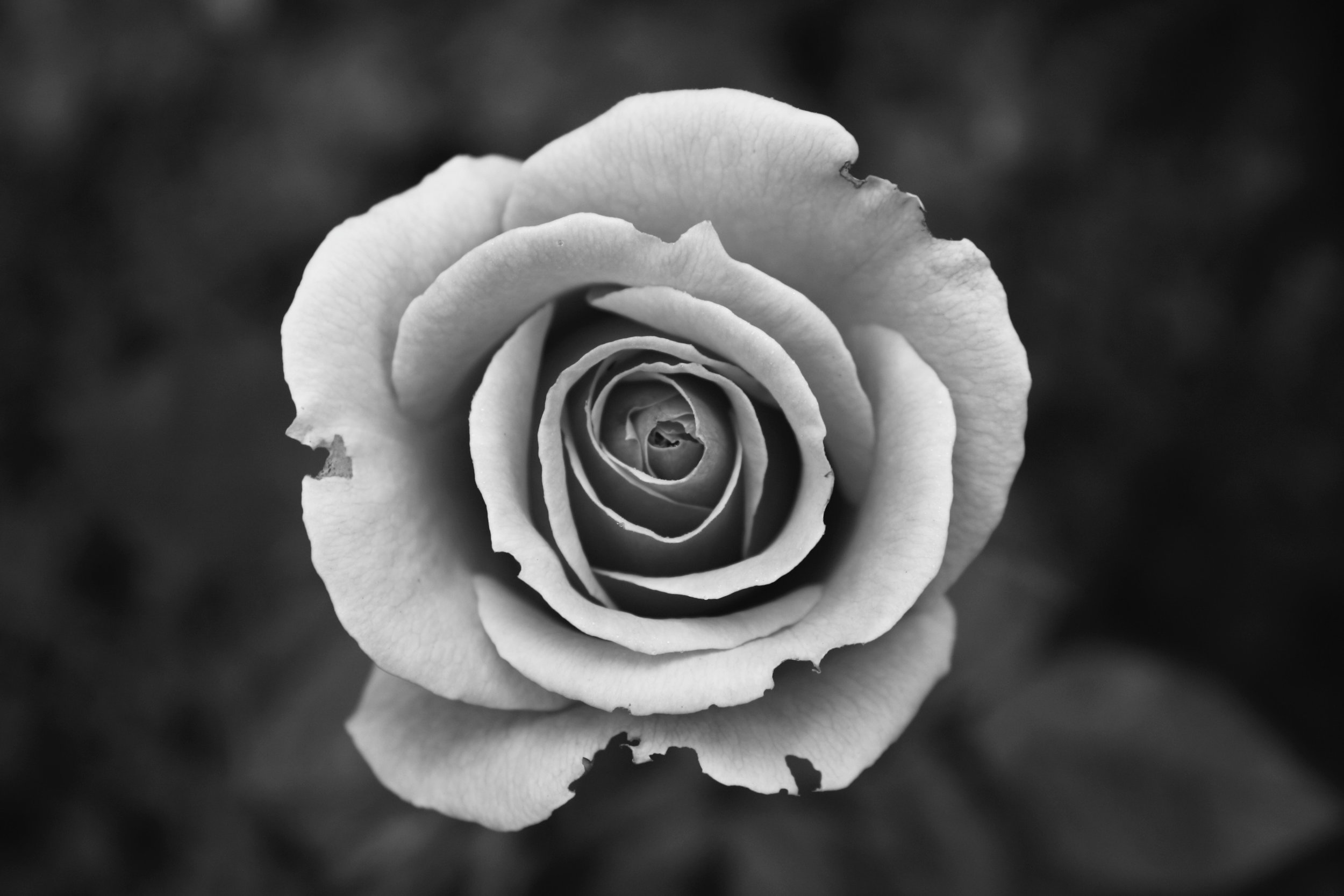 Partnership, Imperfections and the Magick of Life in All Things 