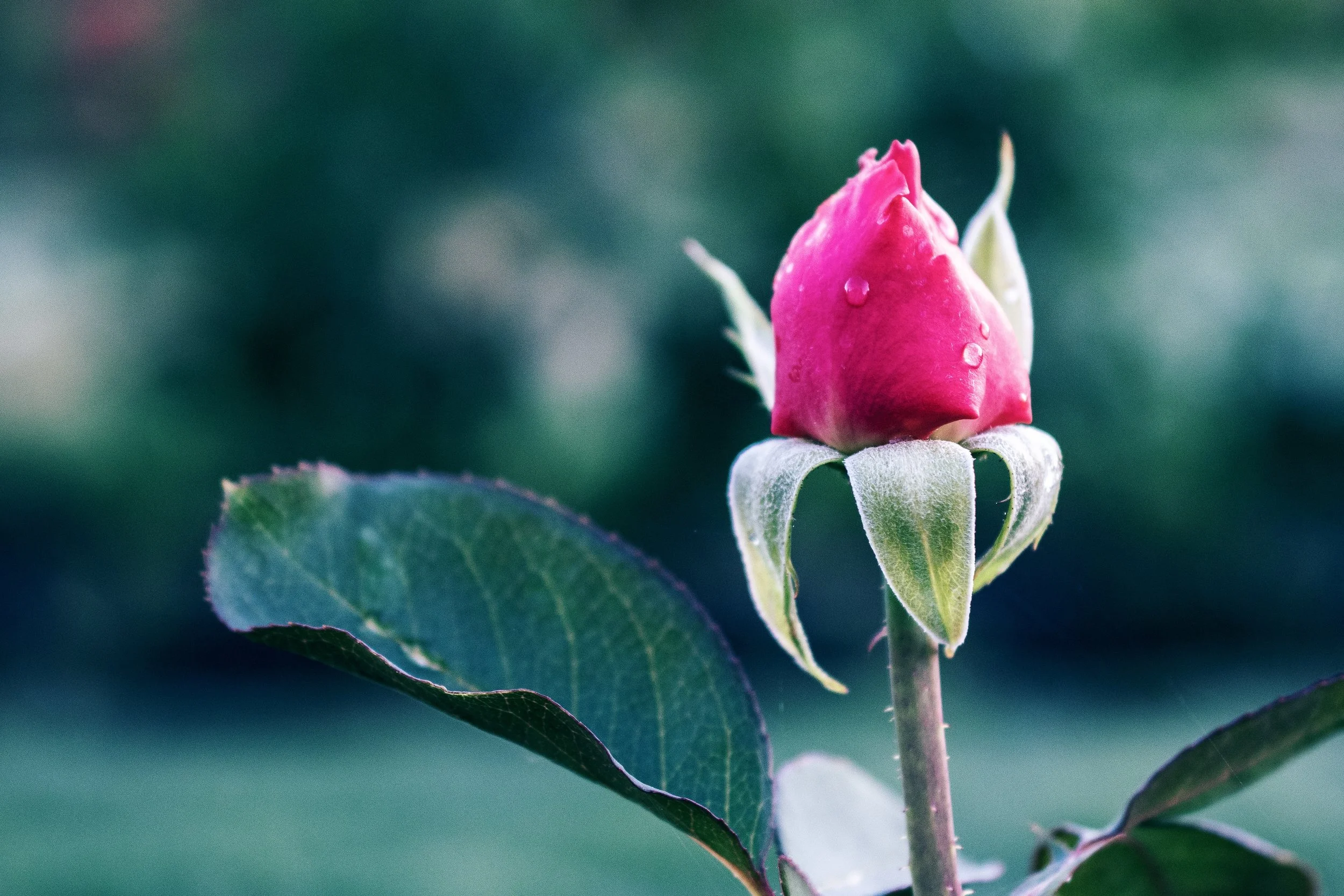 60 Days In: The Alchemy of Discomfort; Blooming Through the Tangled Web of Spring