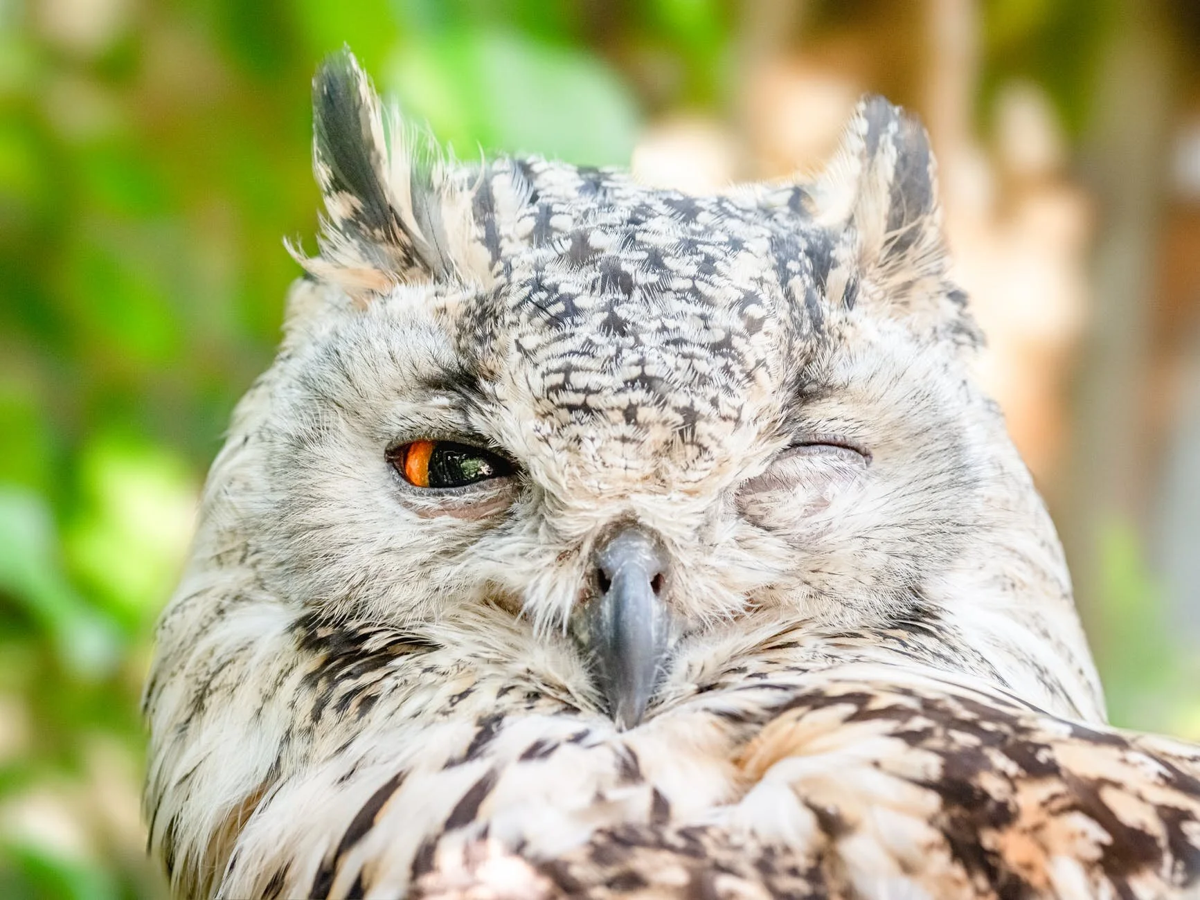 The Curse of the Dreamer: A Personal Post on Wandering, Owls and Restoring Hope